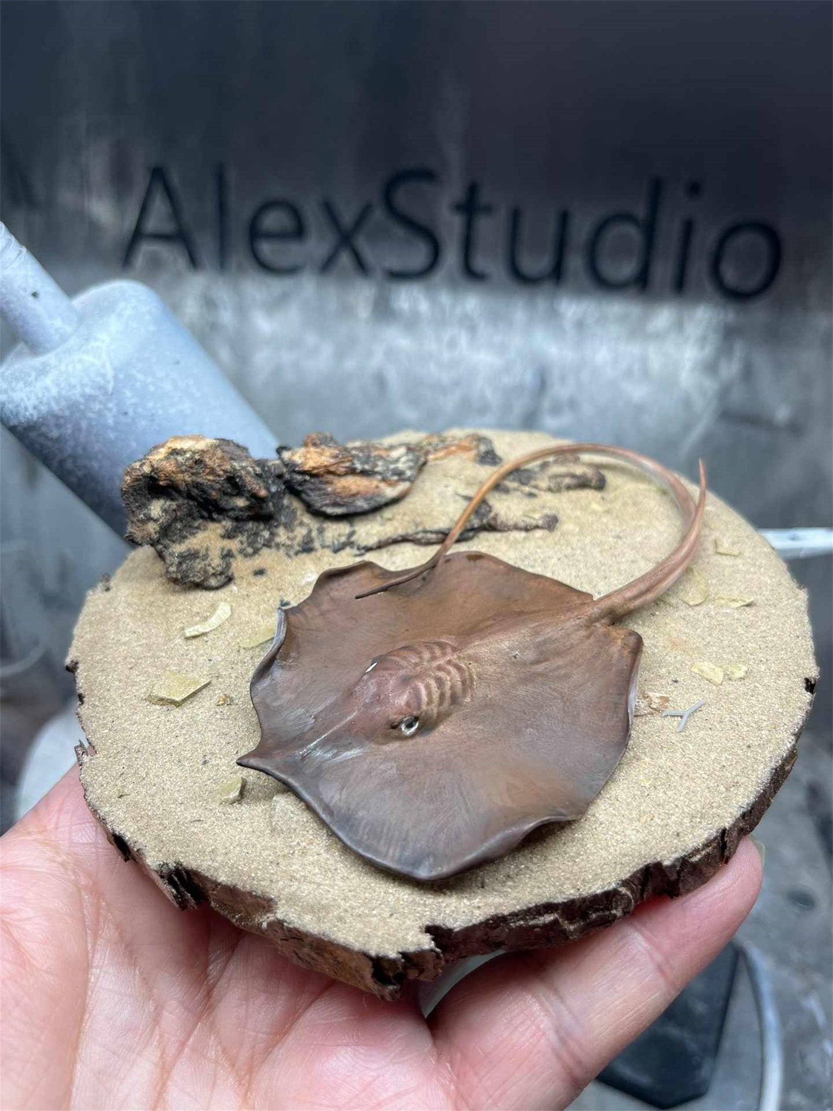 Alex Studio Giant freshwater stingray Model