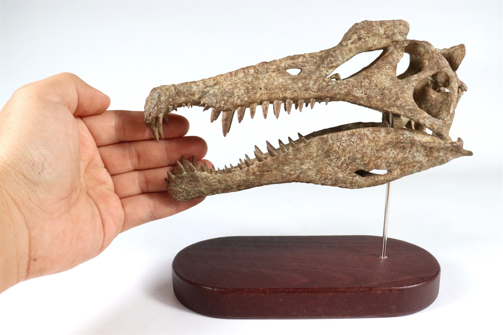 1: 18 Scale Spinosaurus Skull Model
