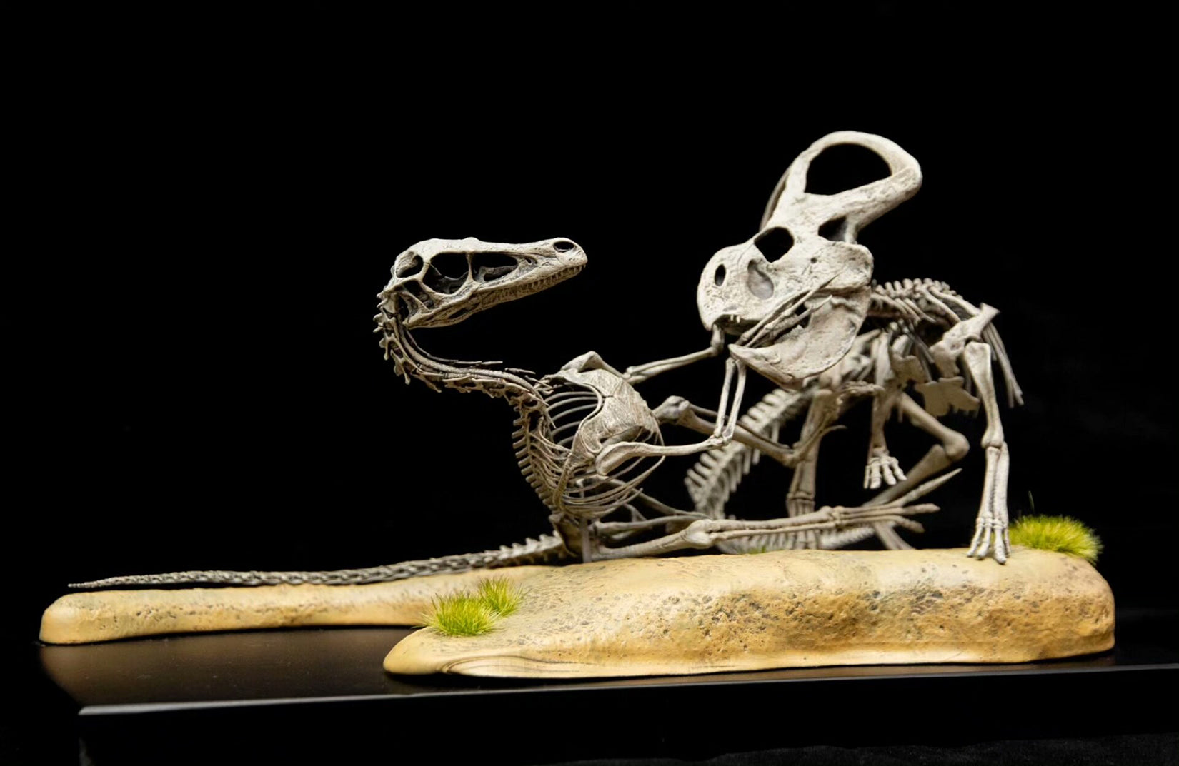 Allosaurus-Skelettmodell im Maßstab 1:18