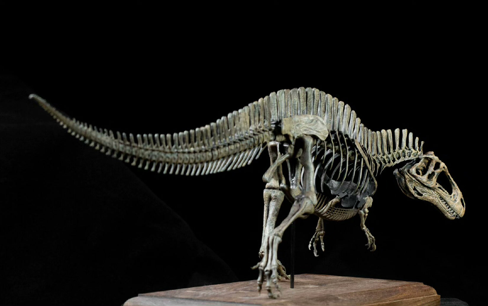 VWUVWU 1:20 Scale Acrocanthosaurus  Skeleton Model