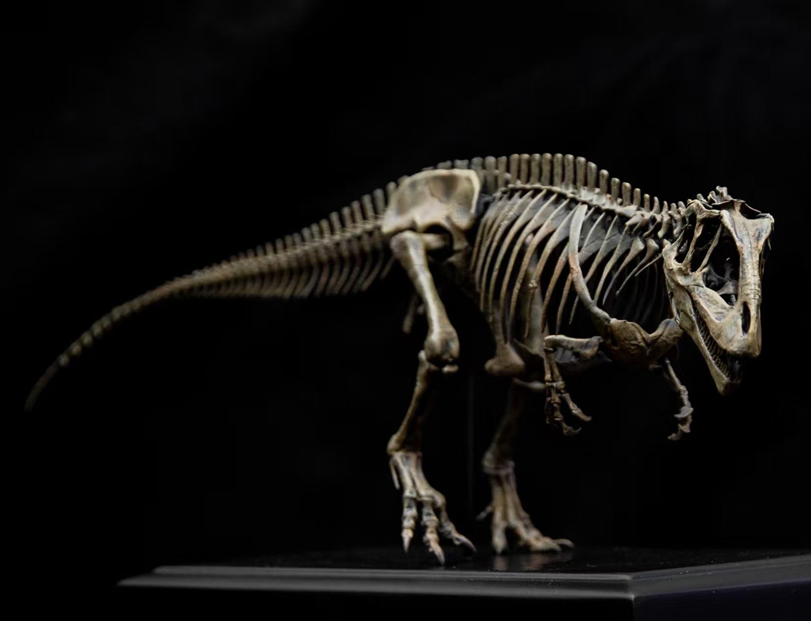 Allosaurus-Skelettmodell im Maßstab 1:18