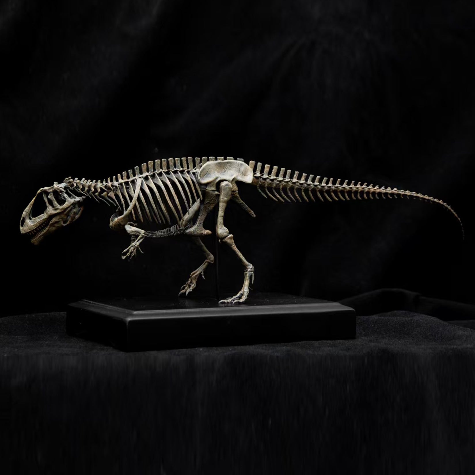 Allosaurus-Skelettmodell im Maßstab 1:18