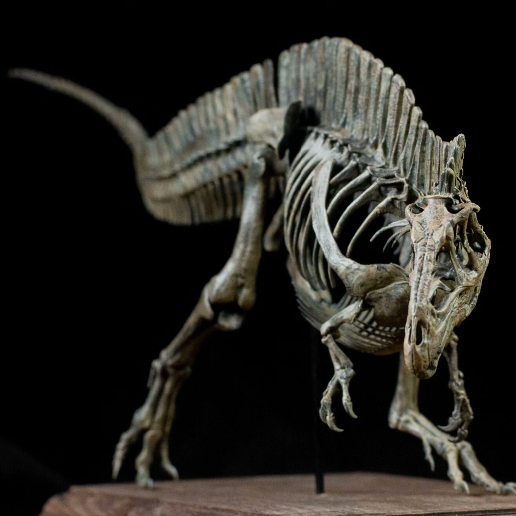 VWUVWU 1:20 Scale Acrocanthosaurus  Skeleton Model