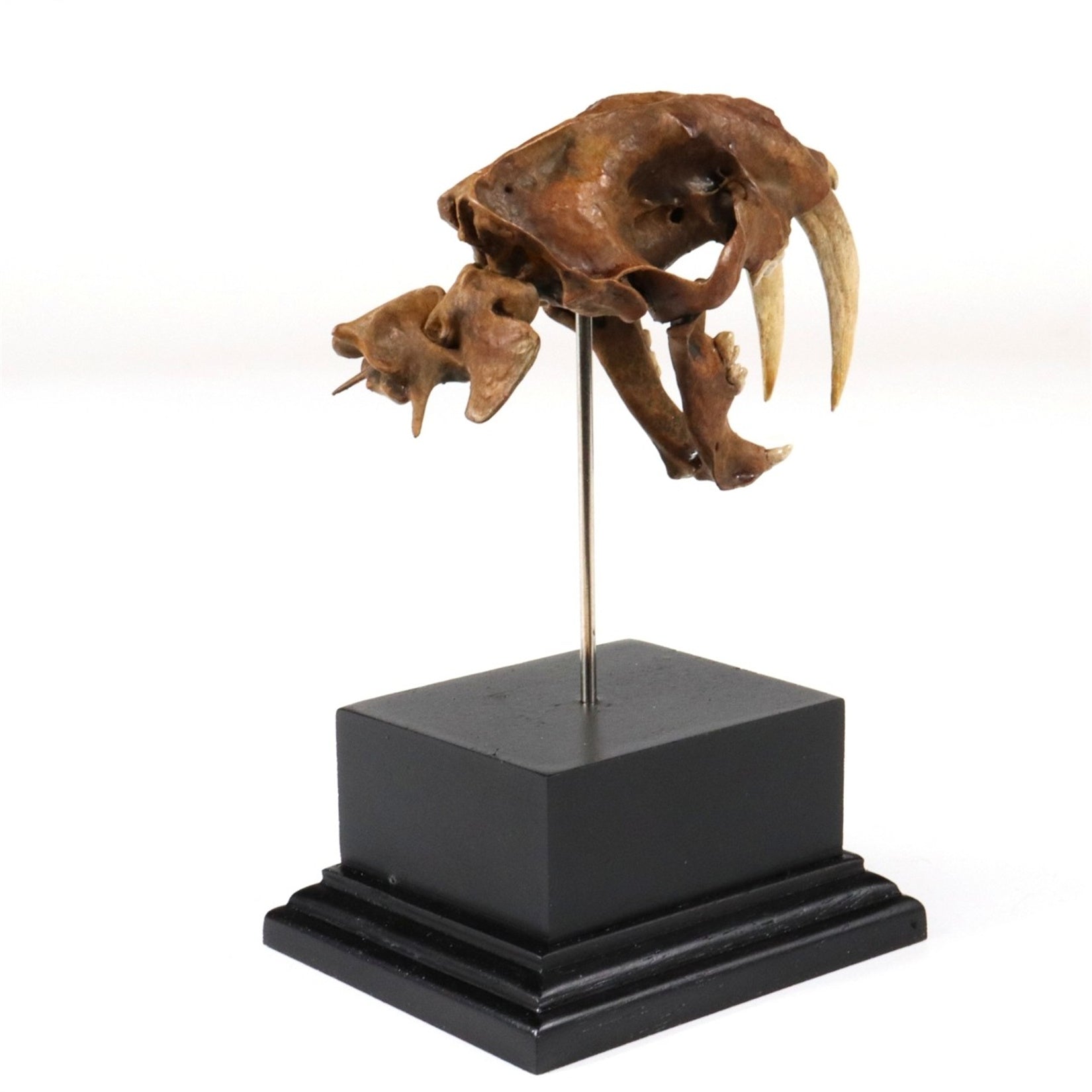 Saber-Toothed Tiger Skull Model