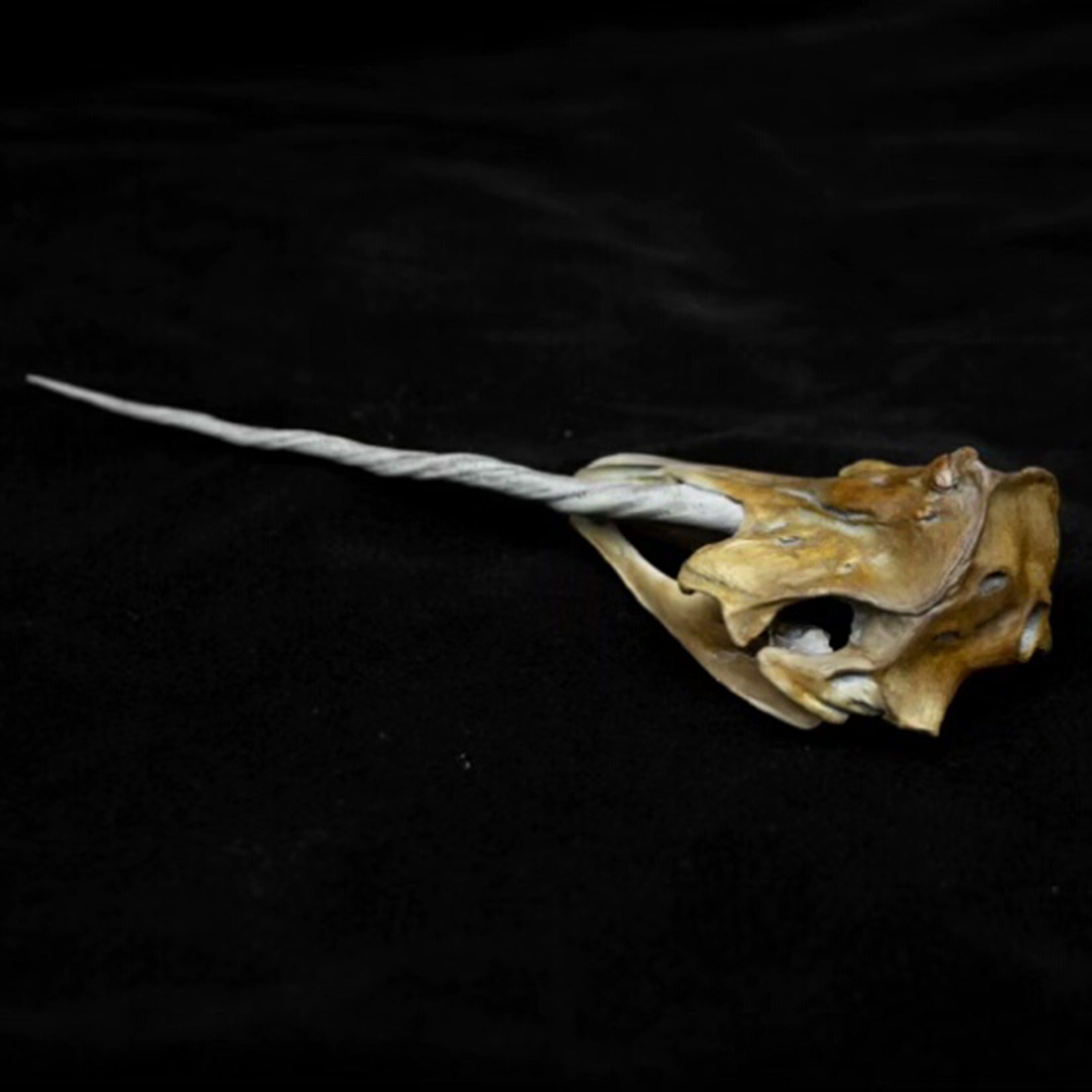 Allosaurus-Skelettmodell im Maßstab 1:18