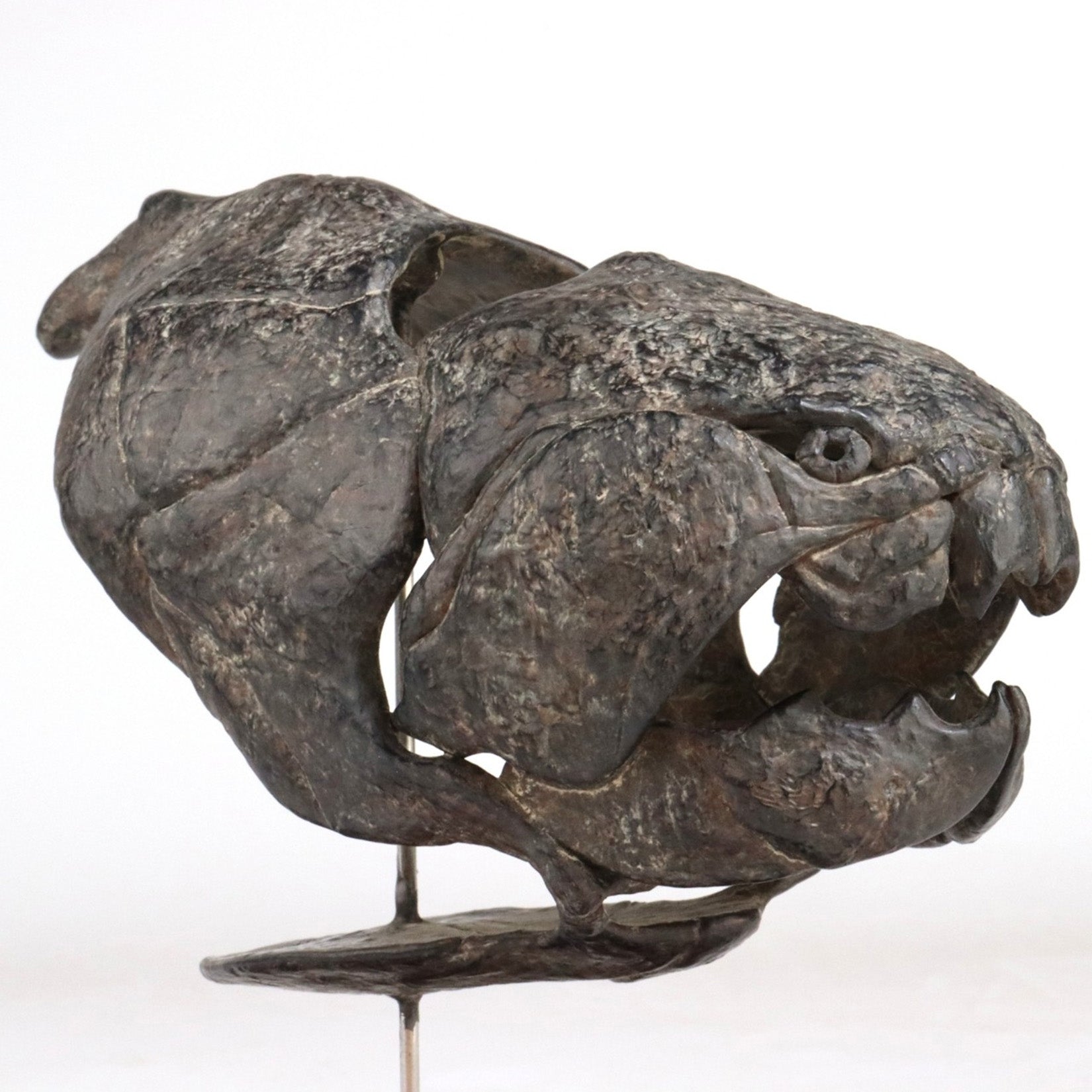 Allosaurus-Skelettmodell im Maßstab 1:18