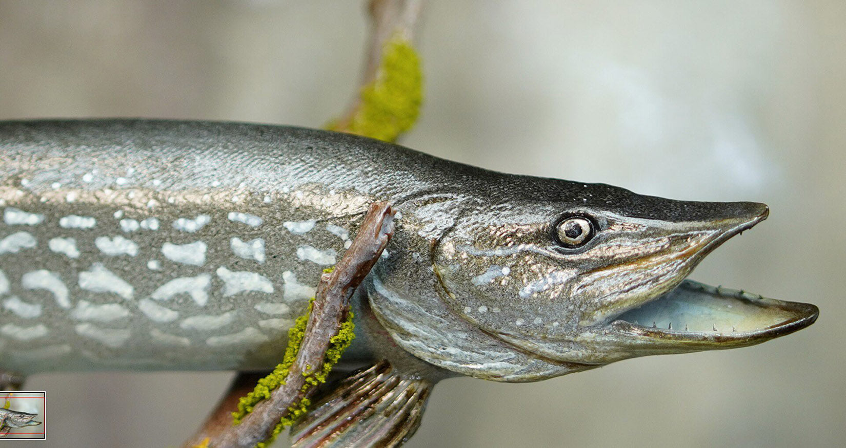 Alex Studio Northern Pike  Model