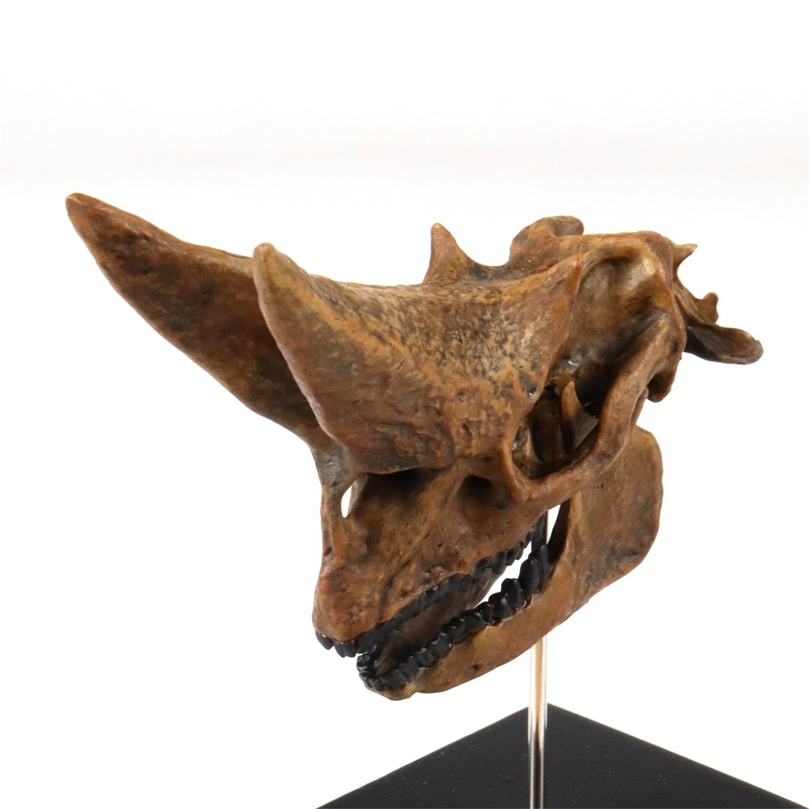 3D Printed Arsinoitherium Skull Model