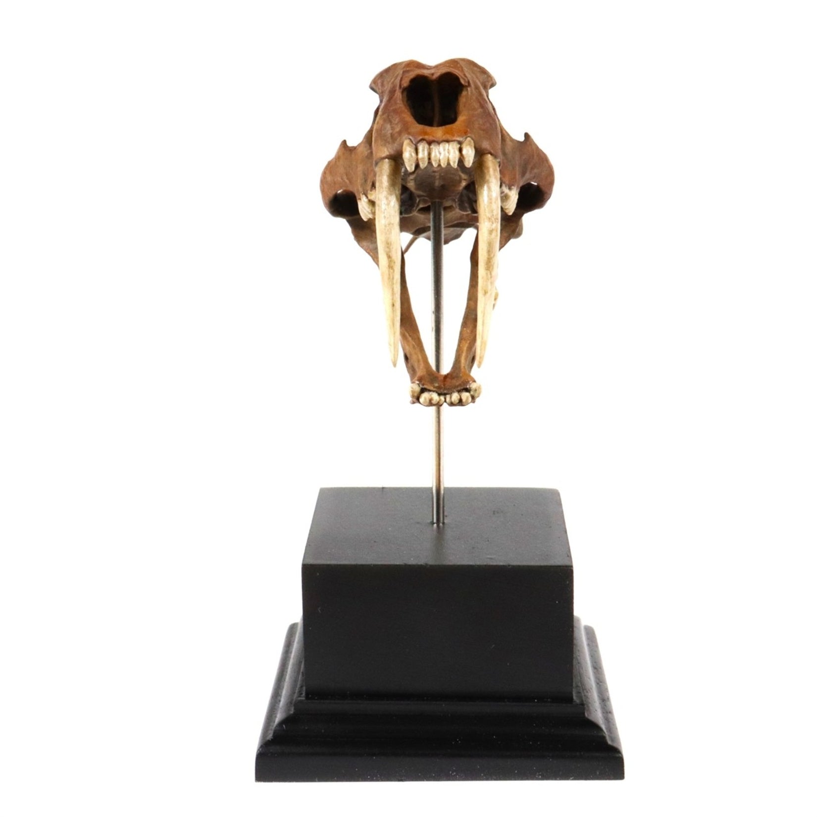 Saber-Toothed Tiger Skull Model