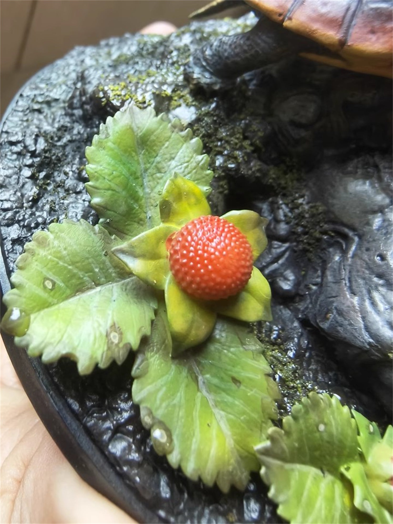 Yellow-margined Box Turtle Baby Model