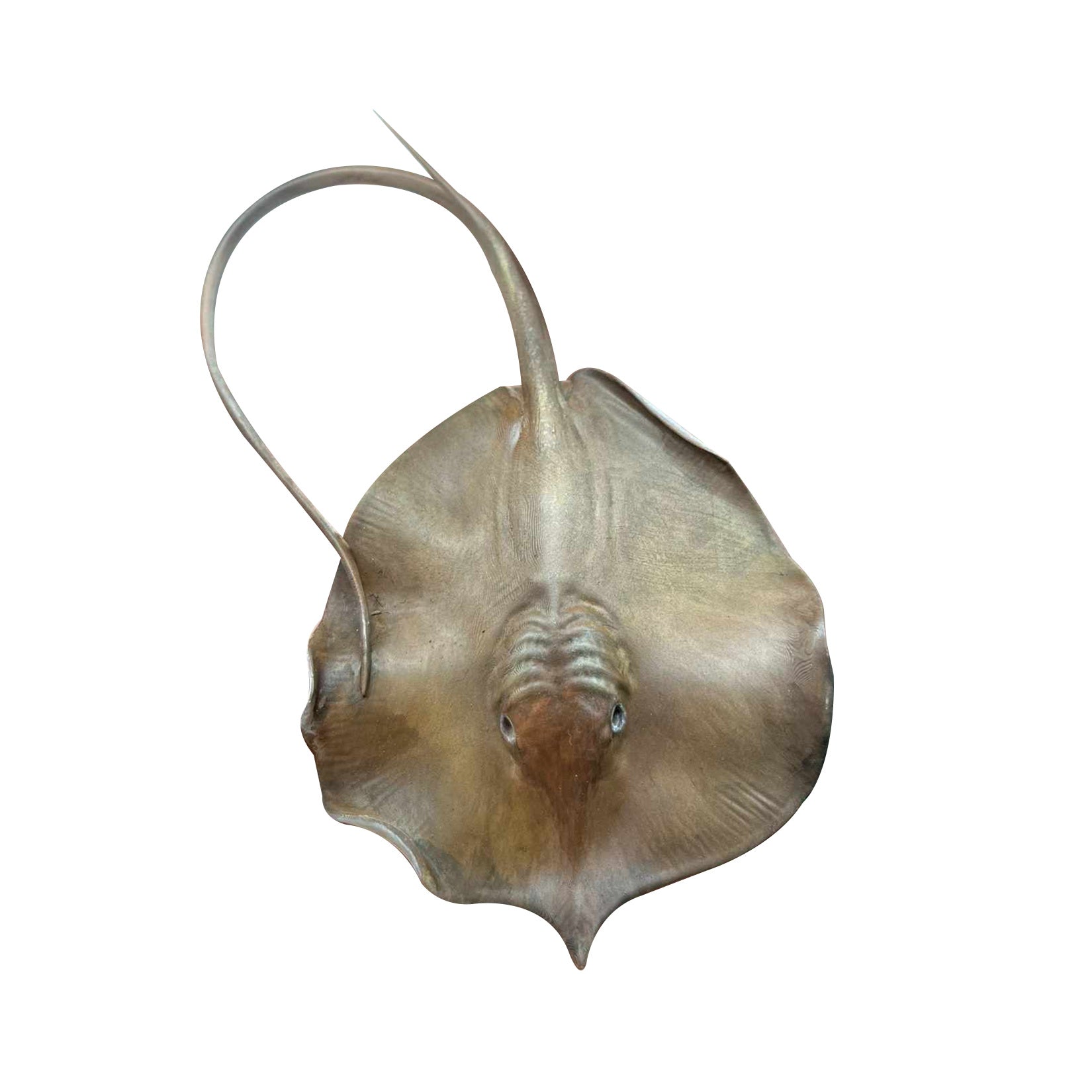 Alex Studio Giant freshwater stingray Model