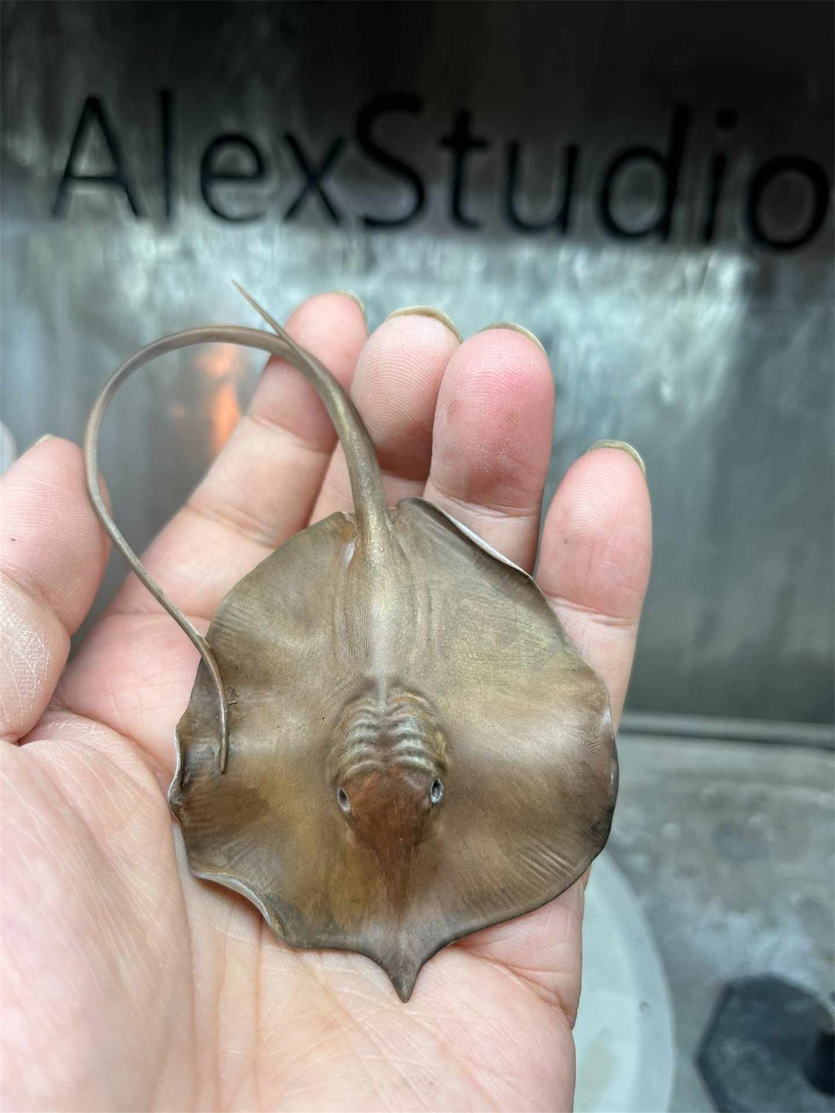 Alex Studio Giant freshwater stingray Model