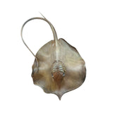 Alex Studio Giant freshwater stingray Model