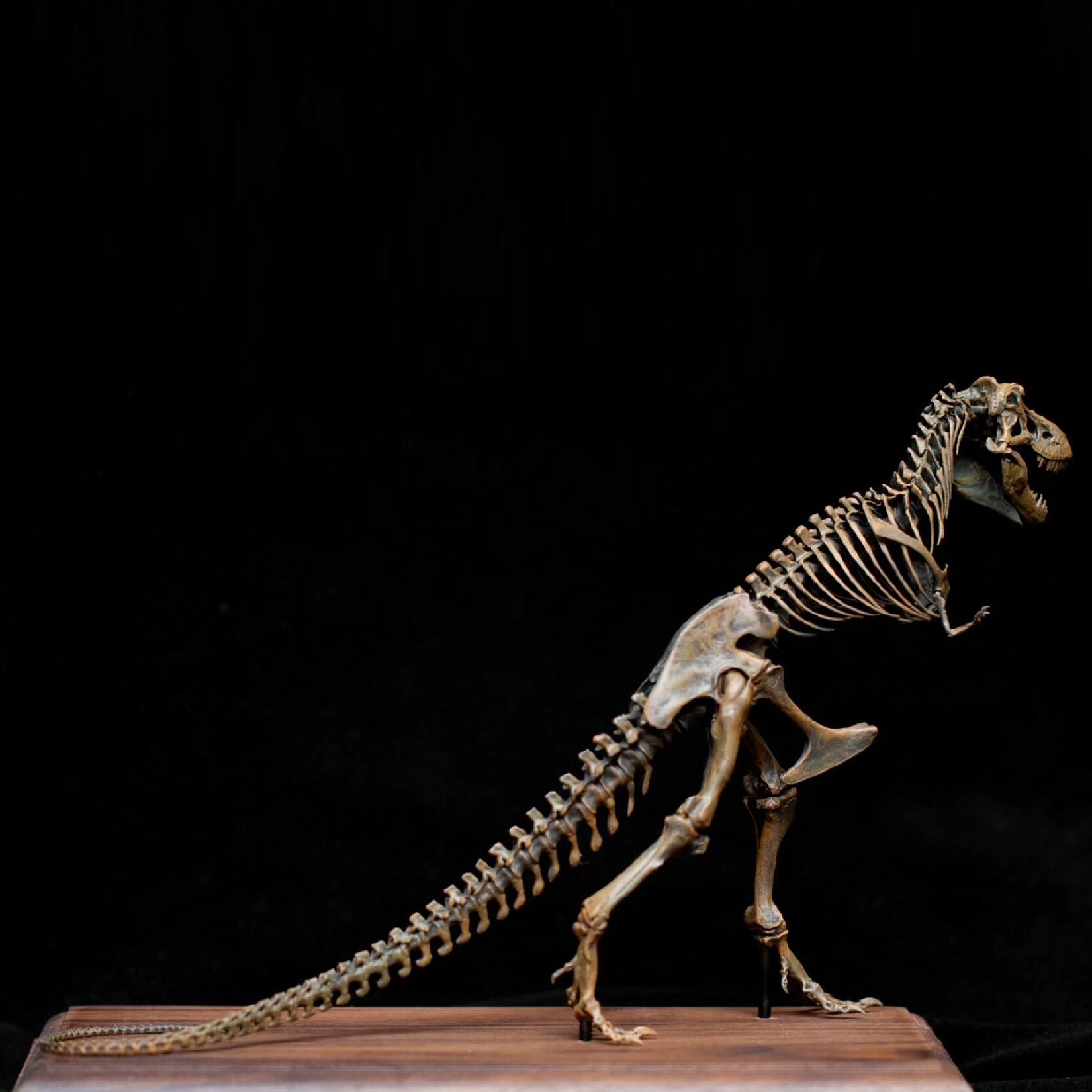 VWUVWU 1:35 Scale Ancient Tyrannosaurus rex Skeleton Model