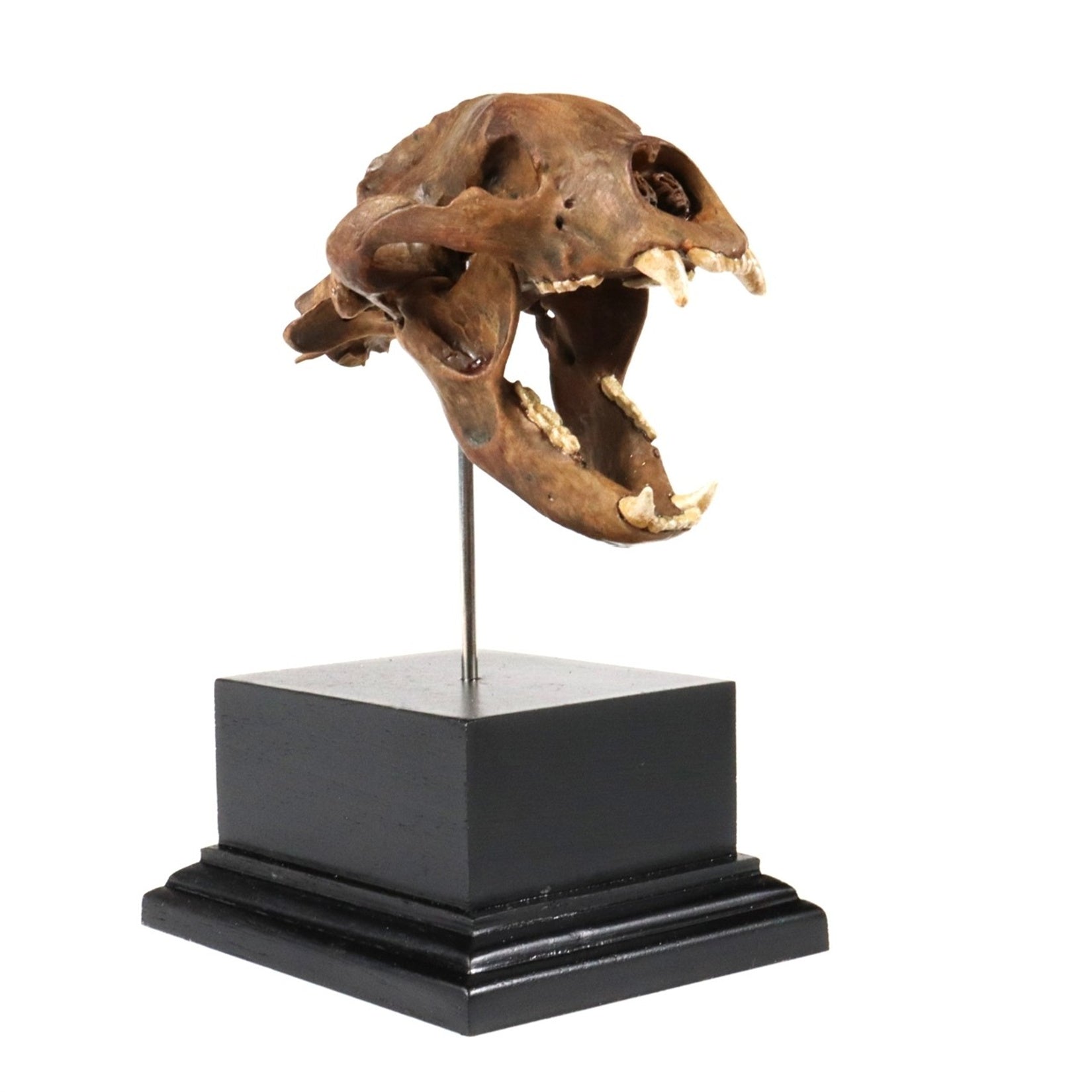 3D Printed Short-Faced Bear Skull Model