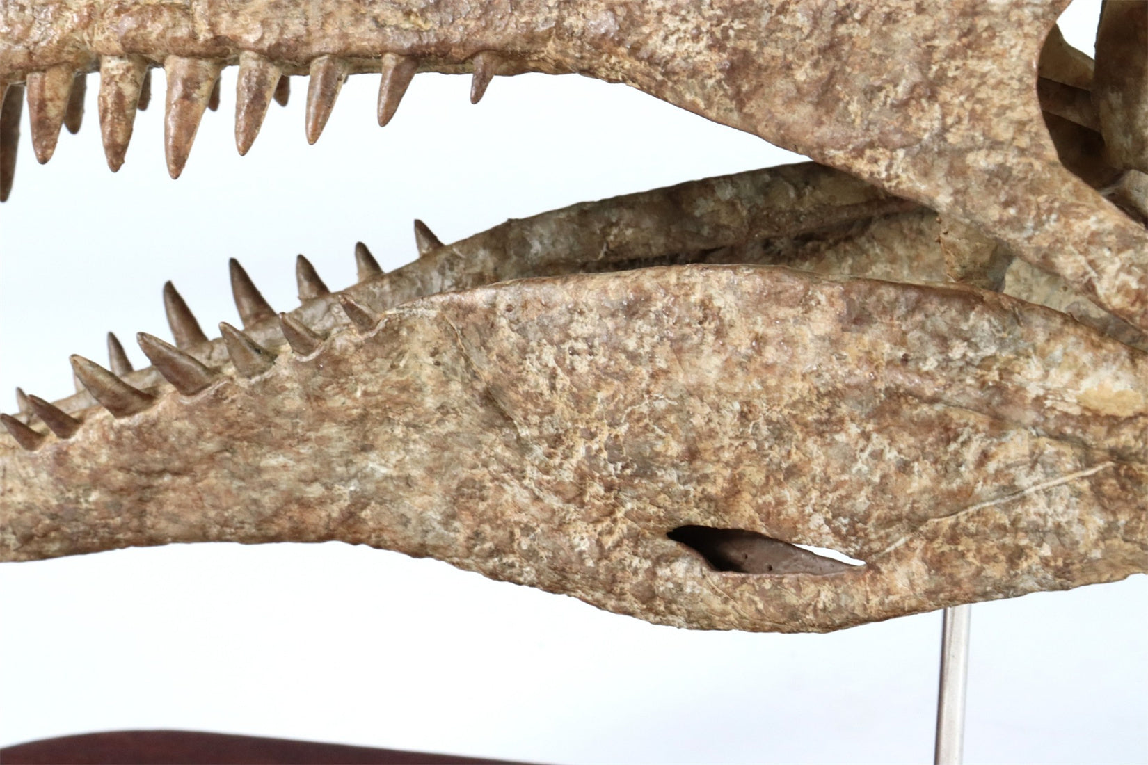 1: 18 Scale Spinosaurus Skull Model
