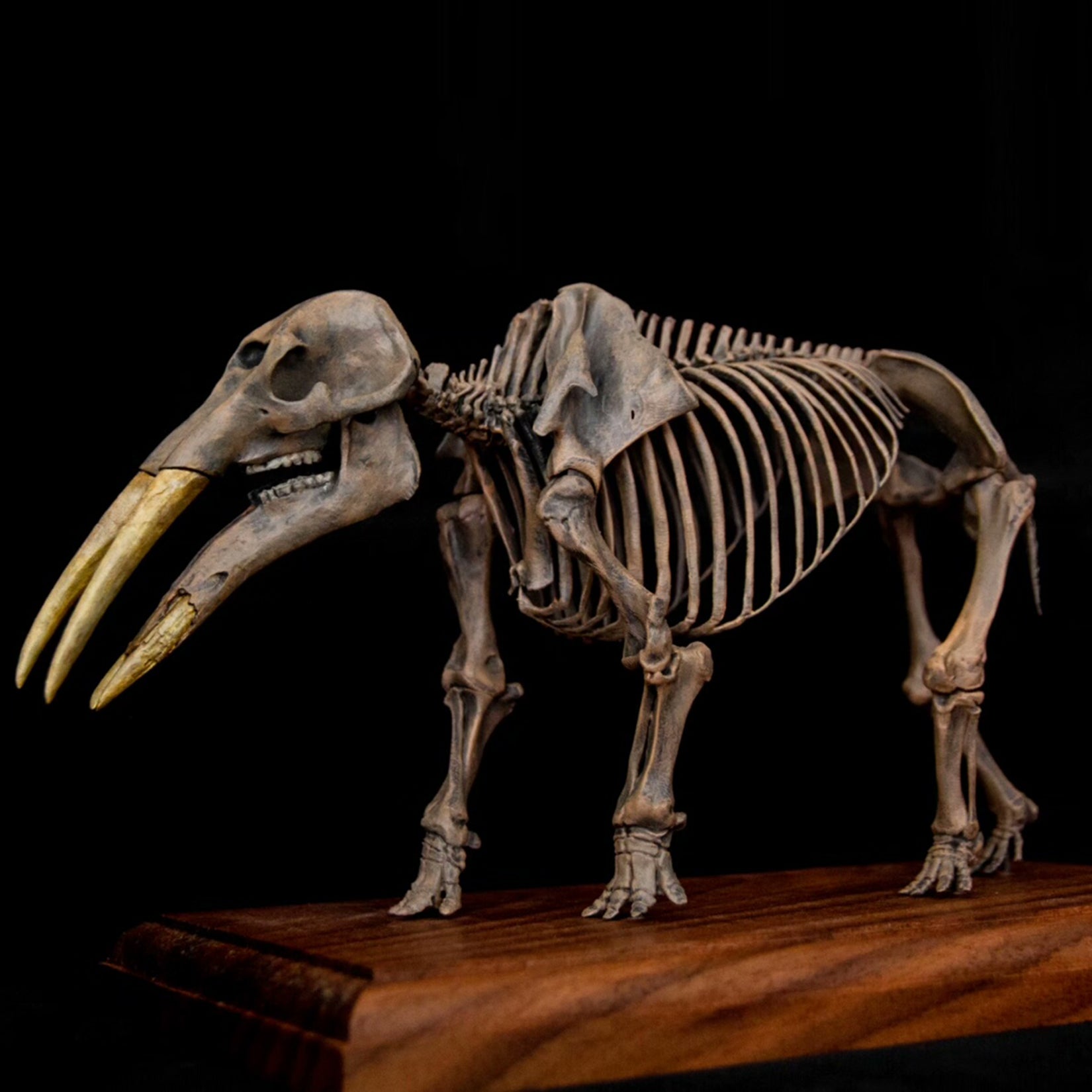 VWUVWU 1:20 Scale Gomphotherium Skeleton Model
