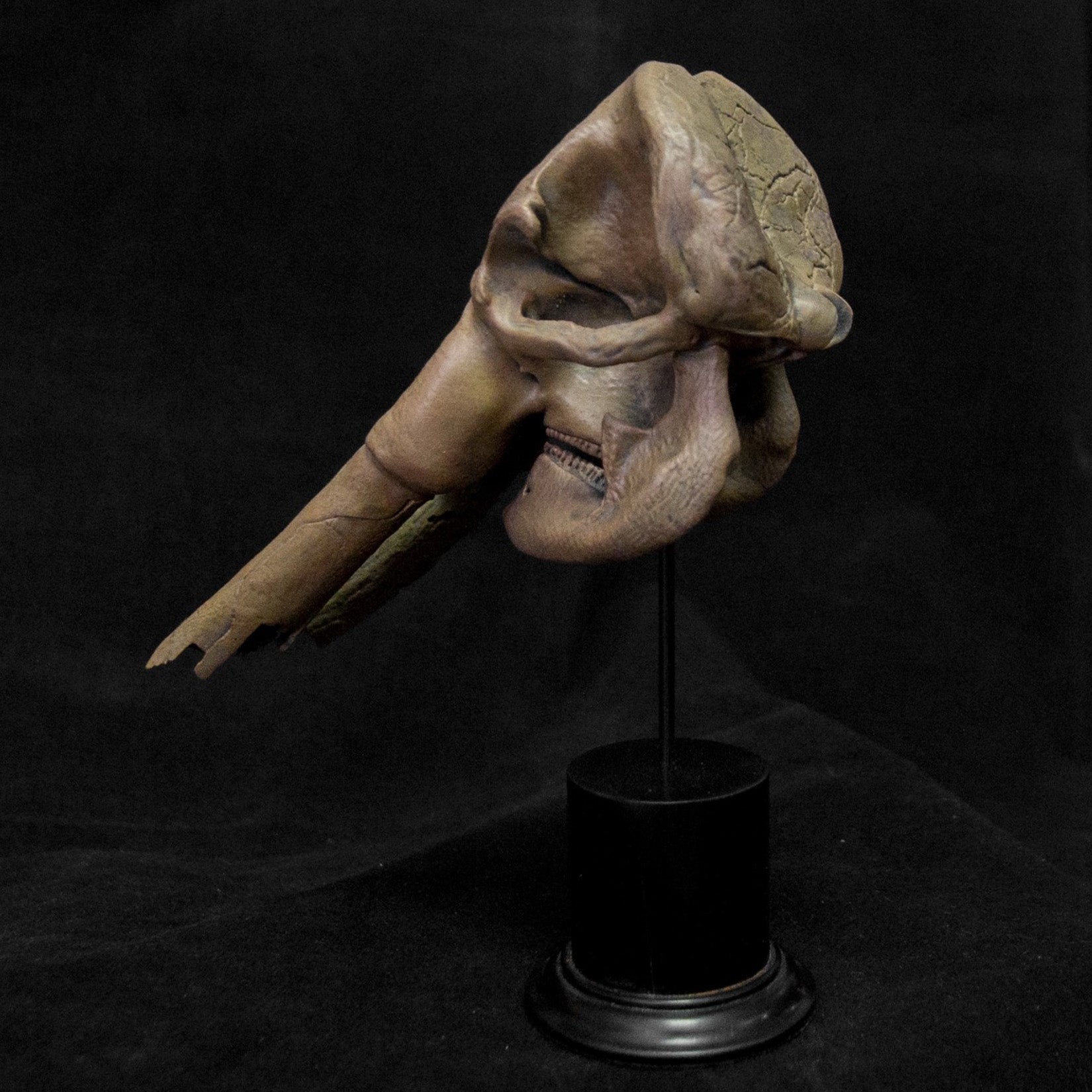 VWUVWU  1: 20 Scale Huanghe Flumen Stegodon Skull Model