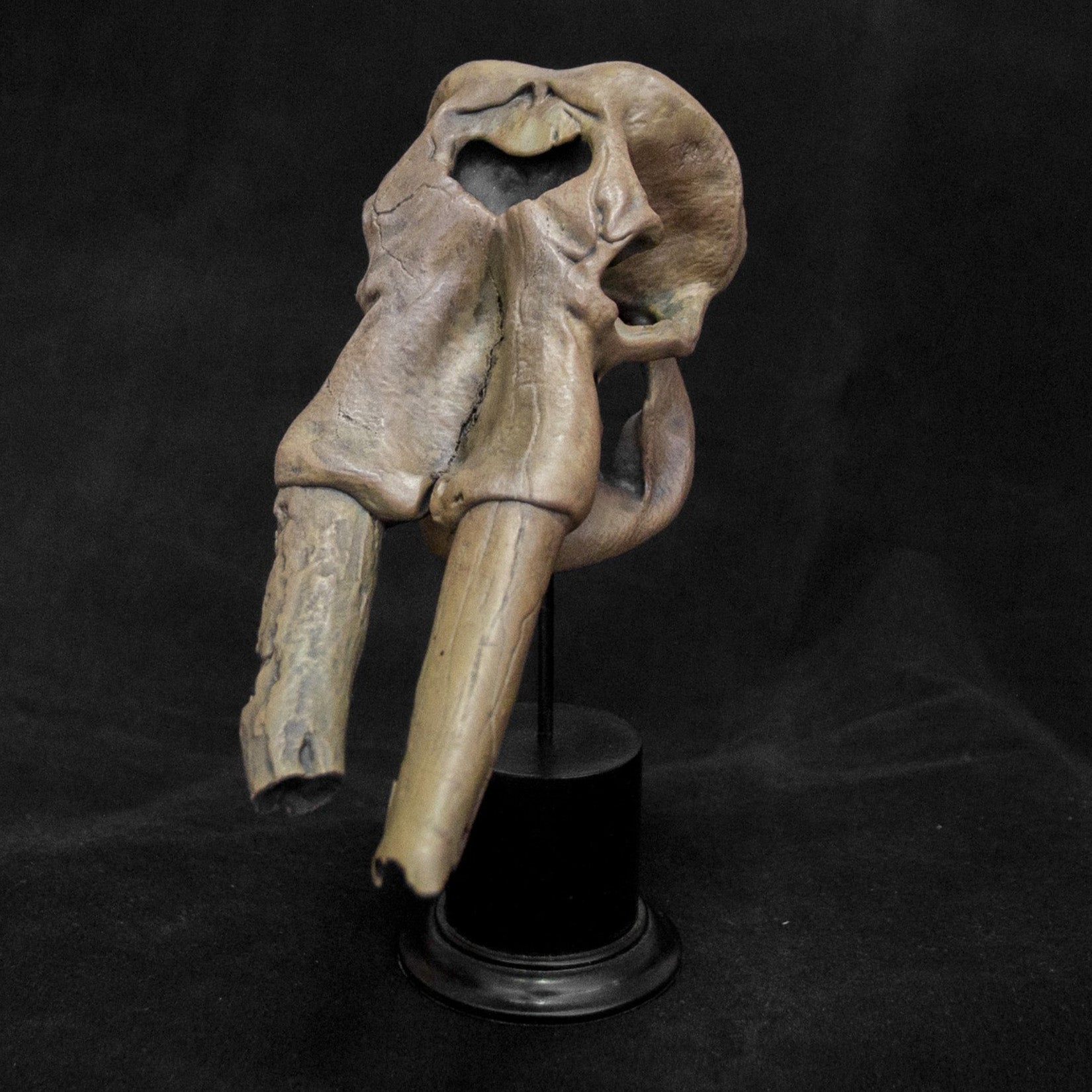 VWUVWU  1: 20 Scale Huanghe Flumen Stegodon Skull Model