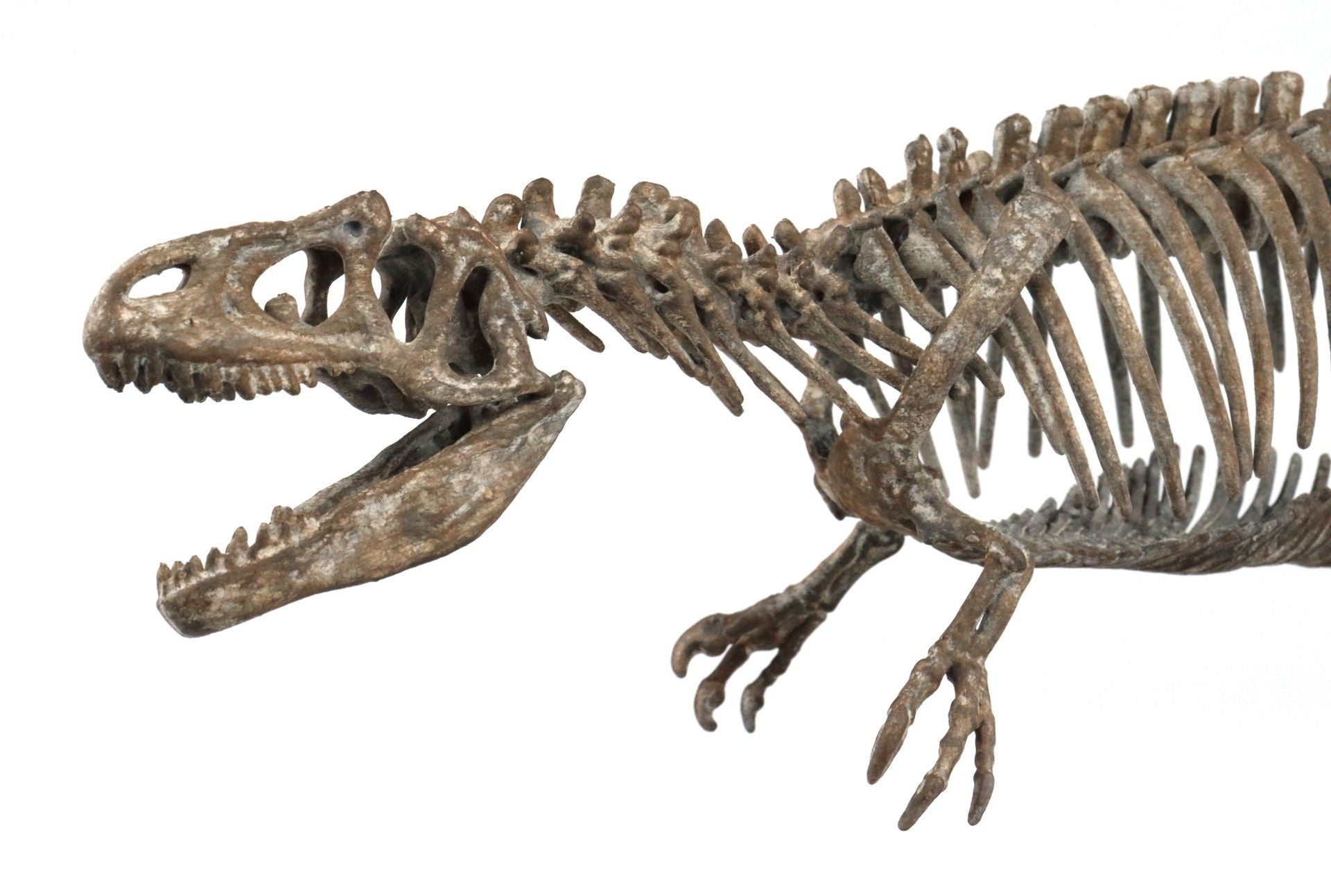 1: 18 Scale Allosaurus Skeleton Model