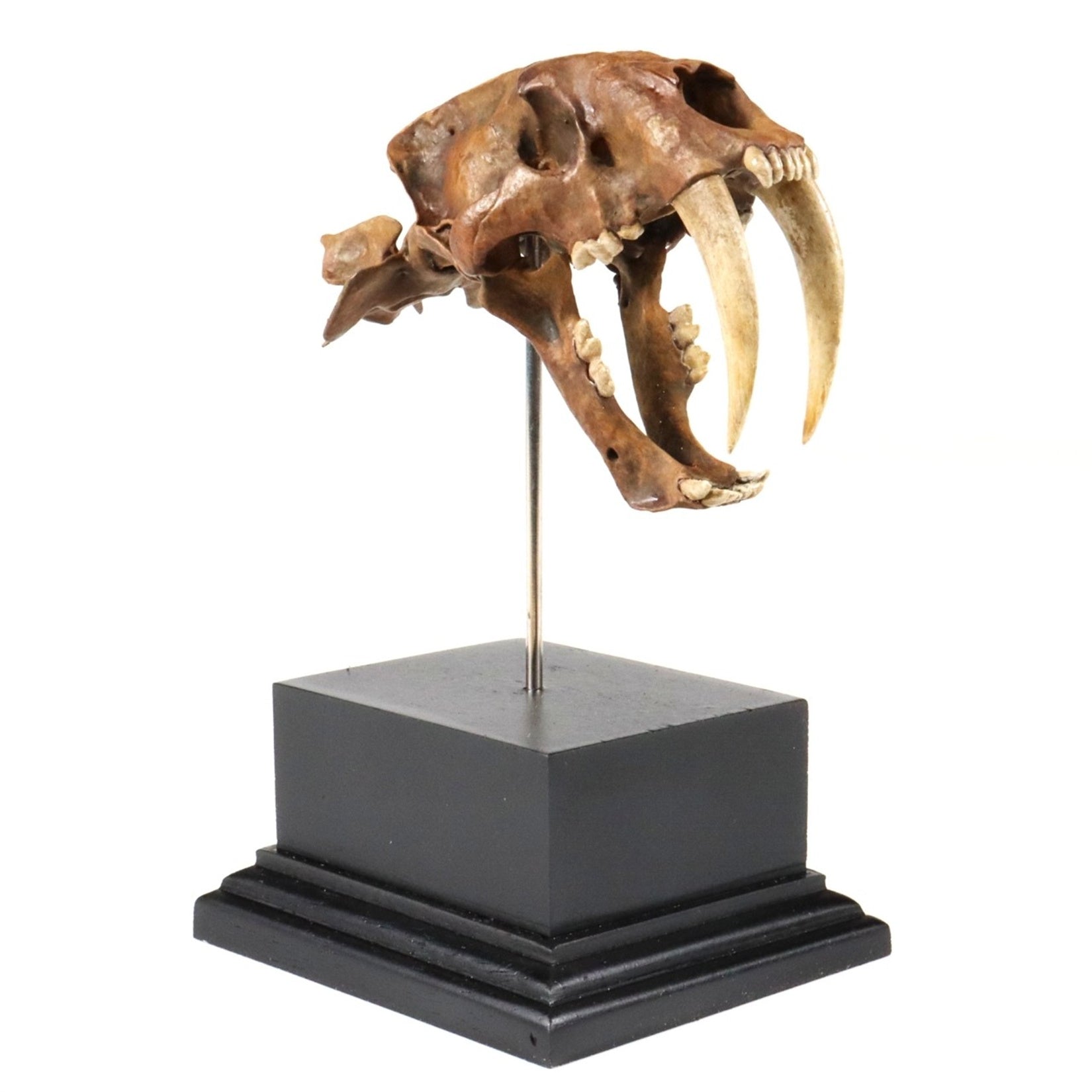 Saber-Toothed Tiger Skull Model