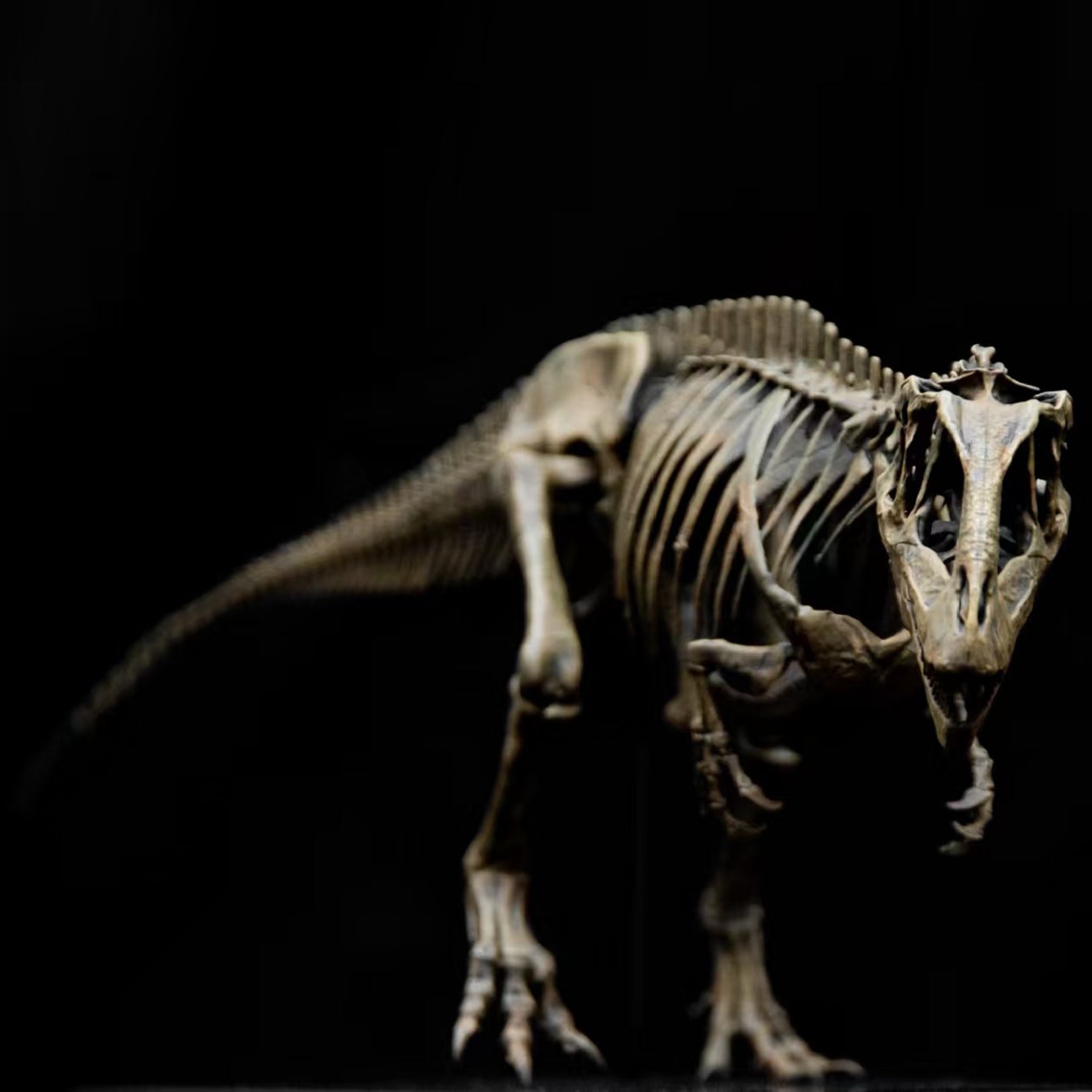 Allosaurus-Skelettmodell im Maßstab 1:18