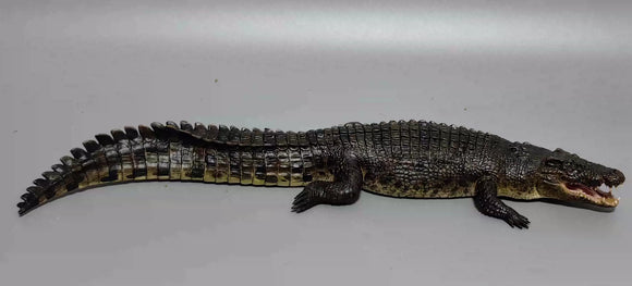 Lolong 1/15 Scale Estuarine Crocodile Model