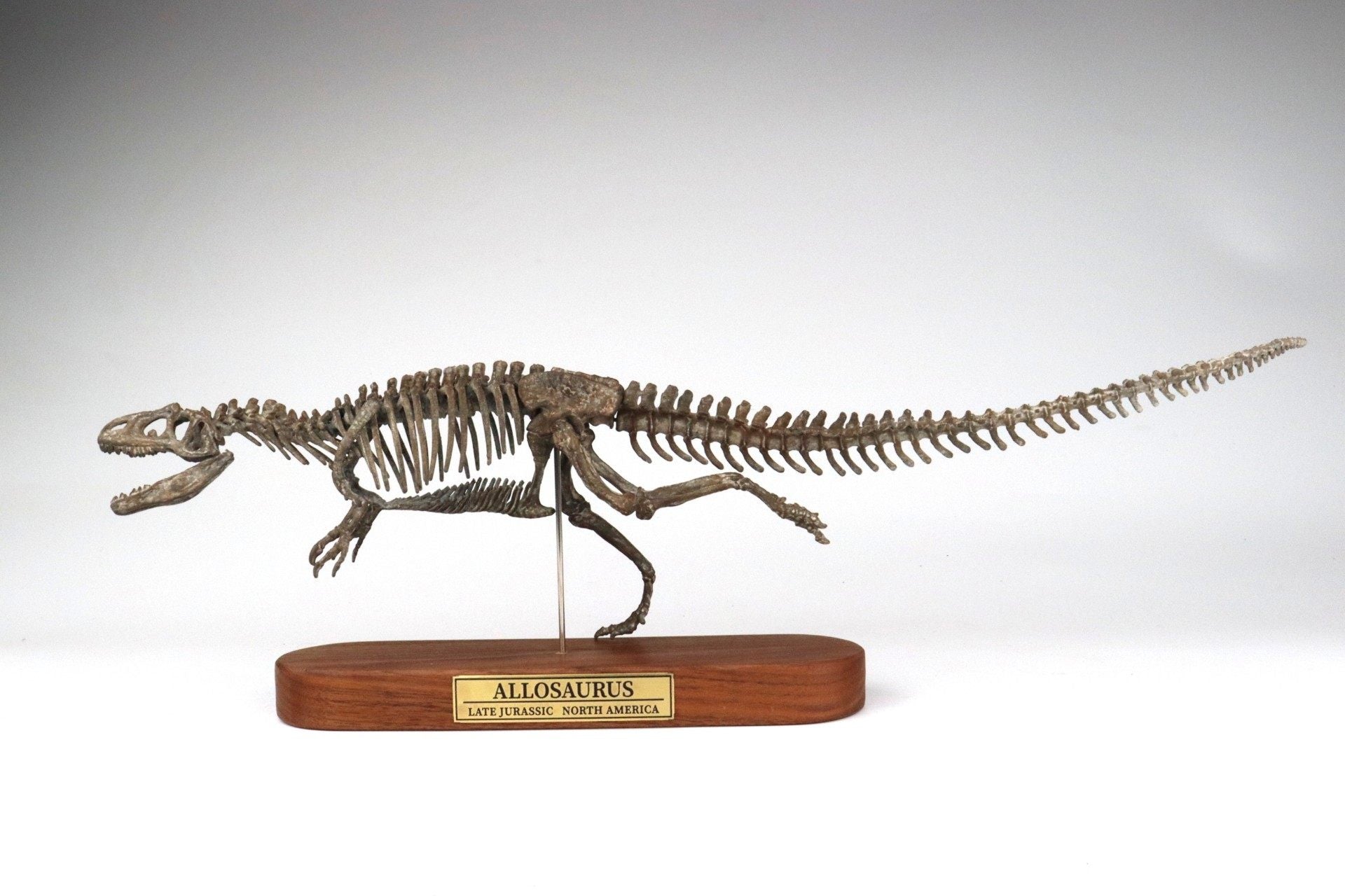 1: 18 Scale Allosaurus Skeleton Model