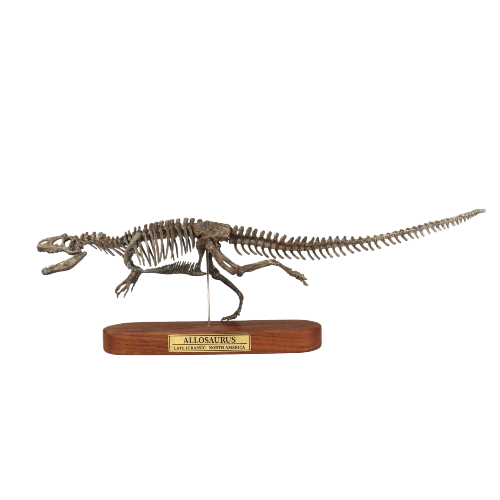 1: 18 Scale Allosaurus Skeleton Model