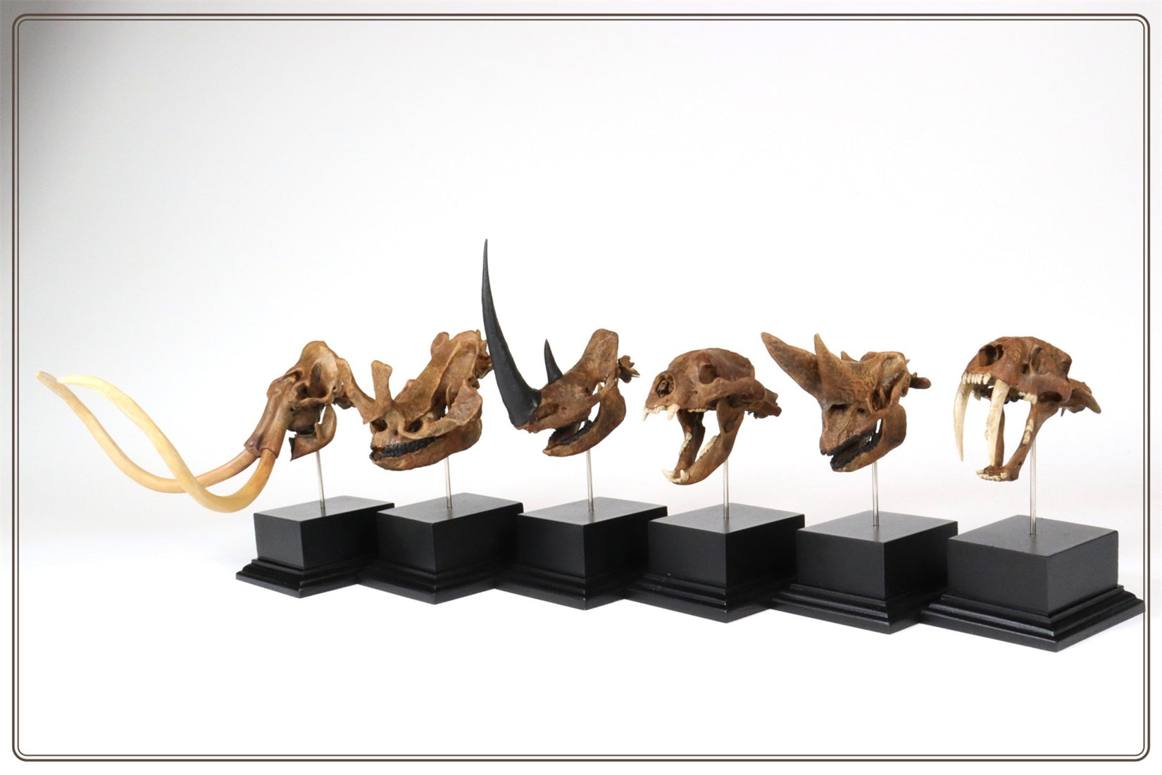 3D Printed Mammoth Skull Model