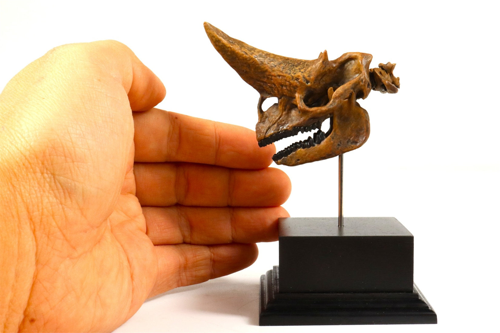 3D Printed Arsinoitherium Skull Model
