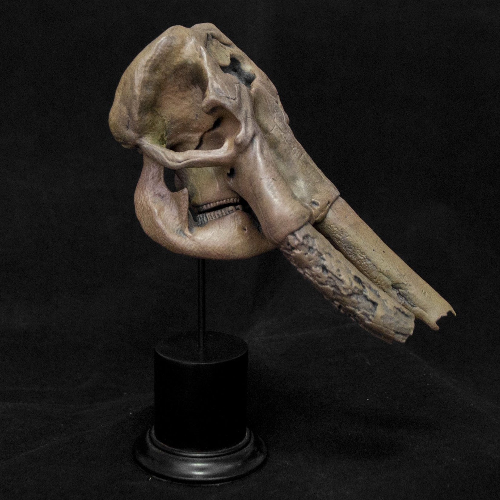 VWUVWU  1: 20 Scale Huanghe Flumen Stegodon Skull Model