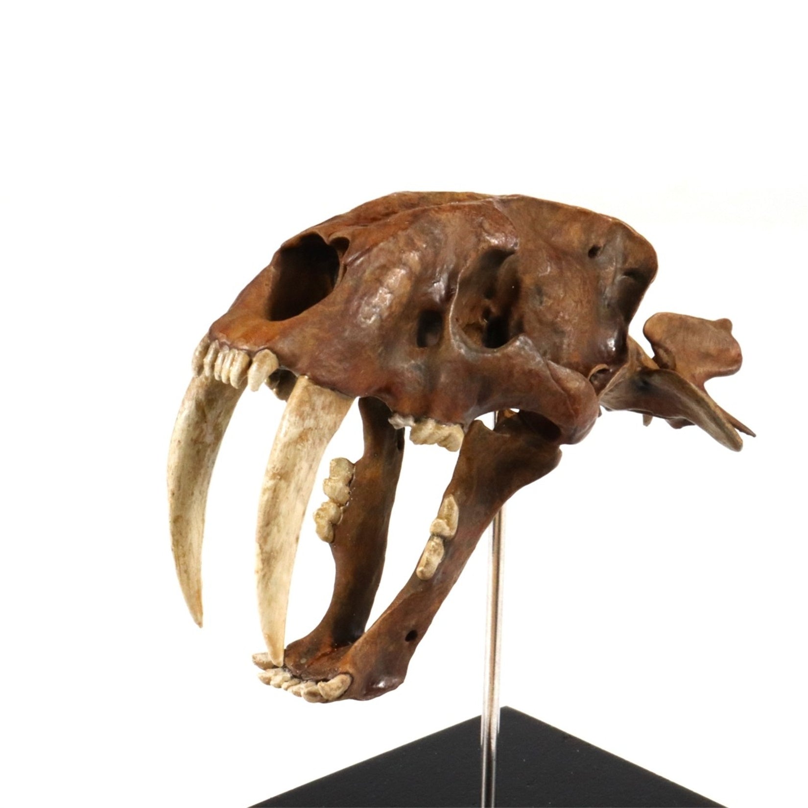 Saber-Toothed Tiger Skull Model
