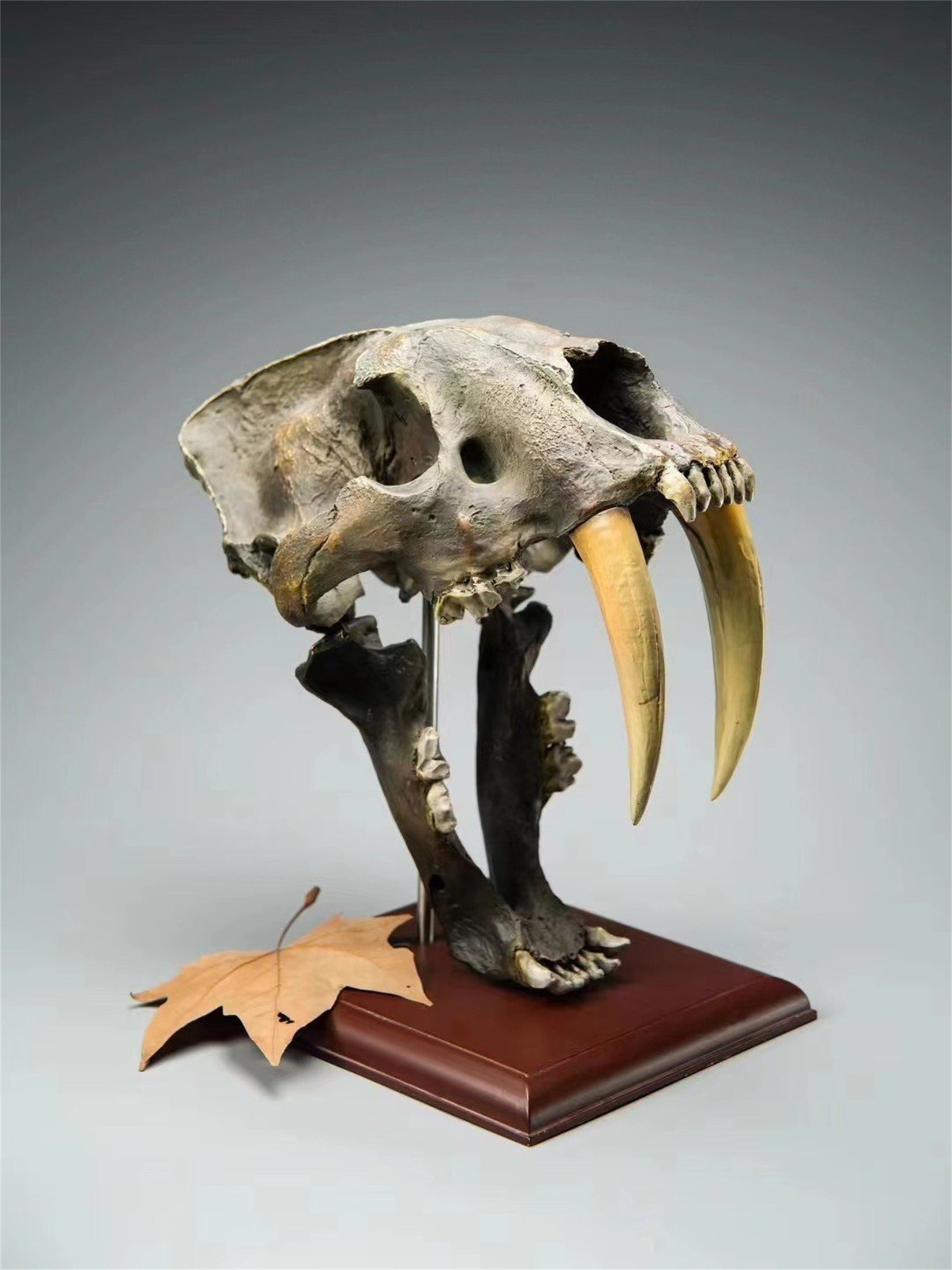 BOWUZHI Studio 1:1  Scale Saber-Tooth Tiger Skeleton Model