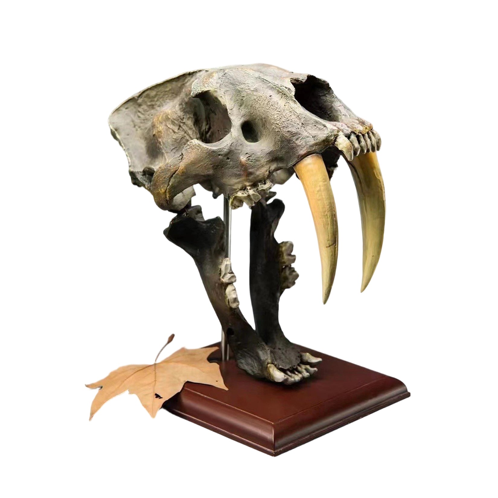 BOWUZHI Studio 1:1  Scale Saber-Tooth Tiger Skeleton Model