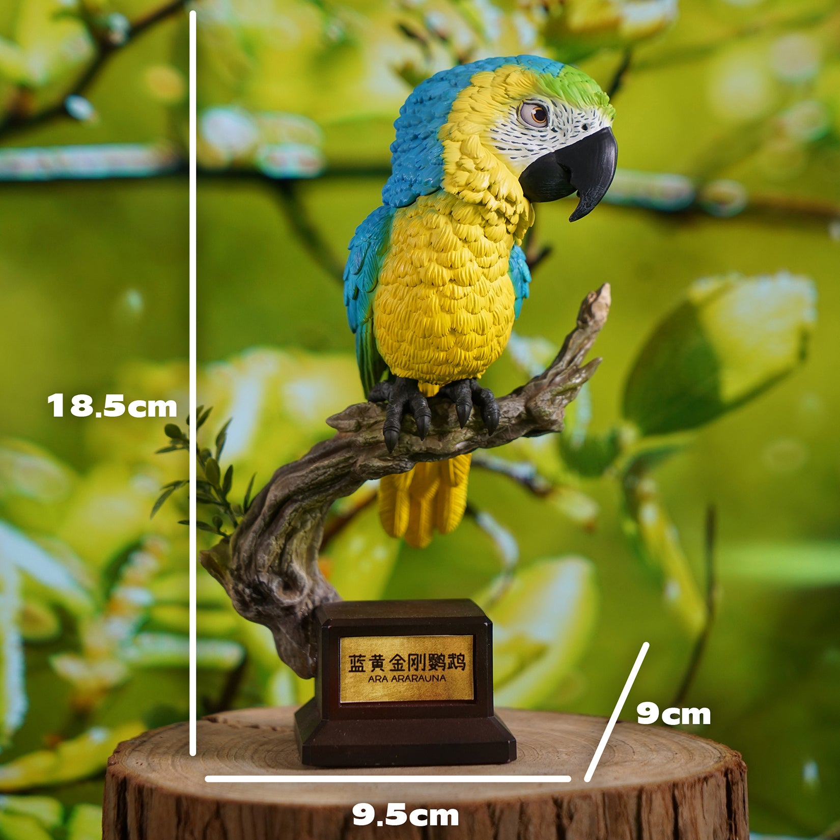 Ara Ararauna & Ara Macao Parrot Model