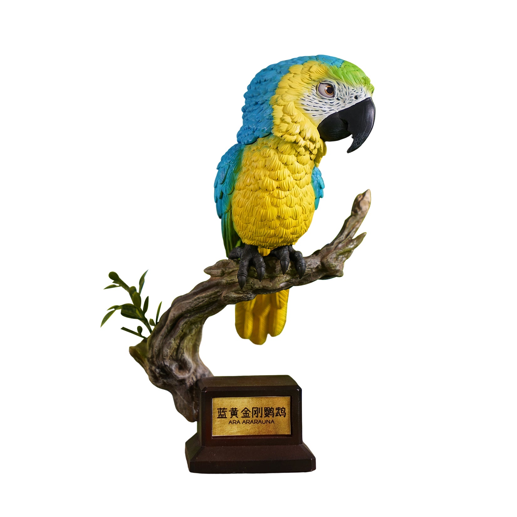 Ara Ararauna & Ara Macao Parrot Model