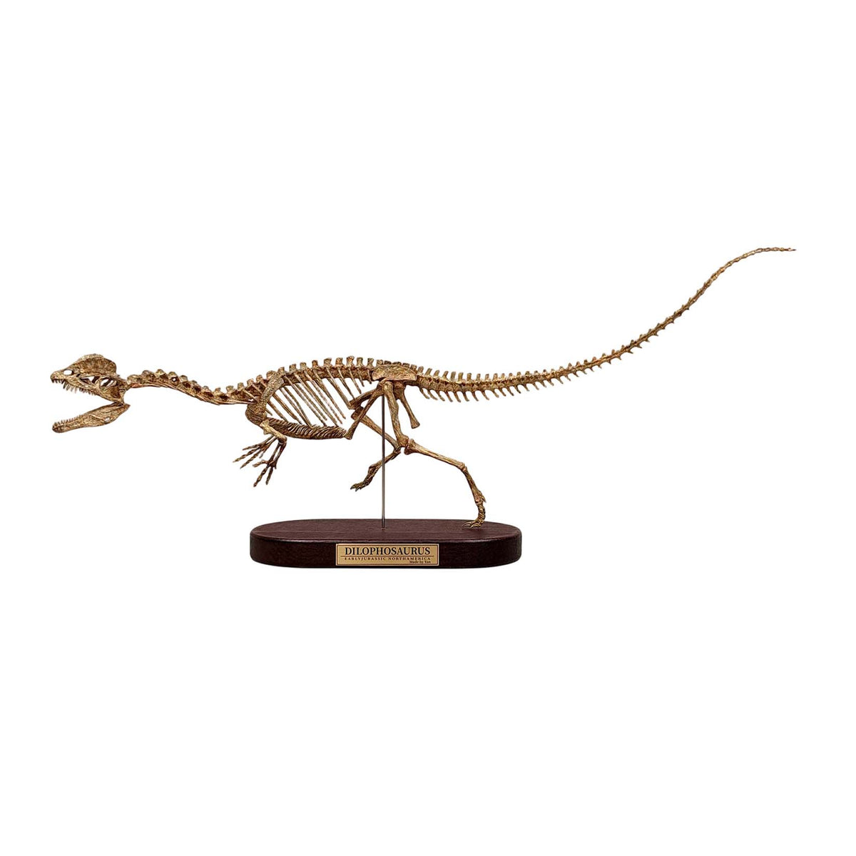 3D Printed 1:10 Scale Dilophosaurus Running Skull Model
