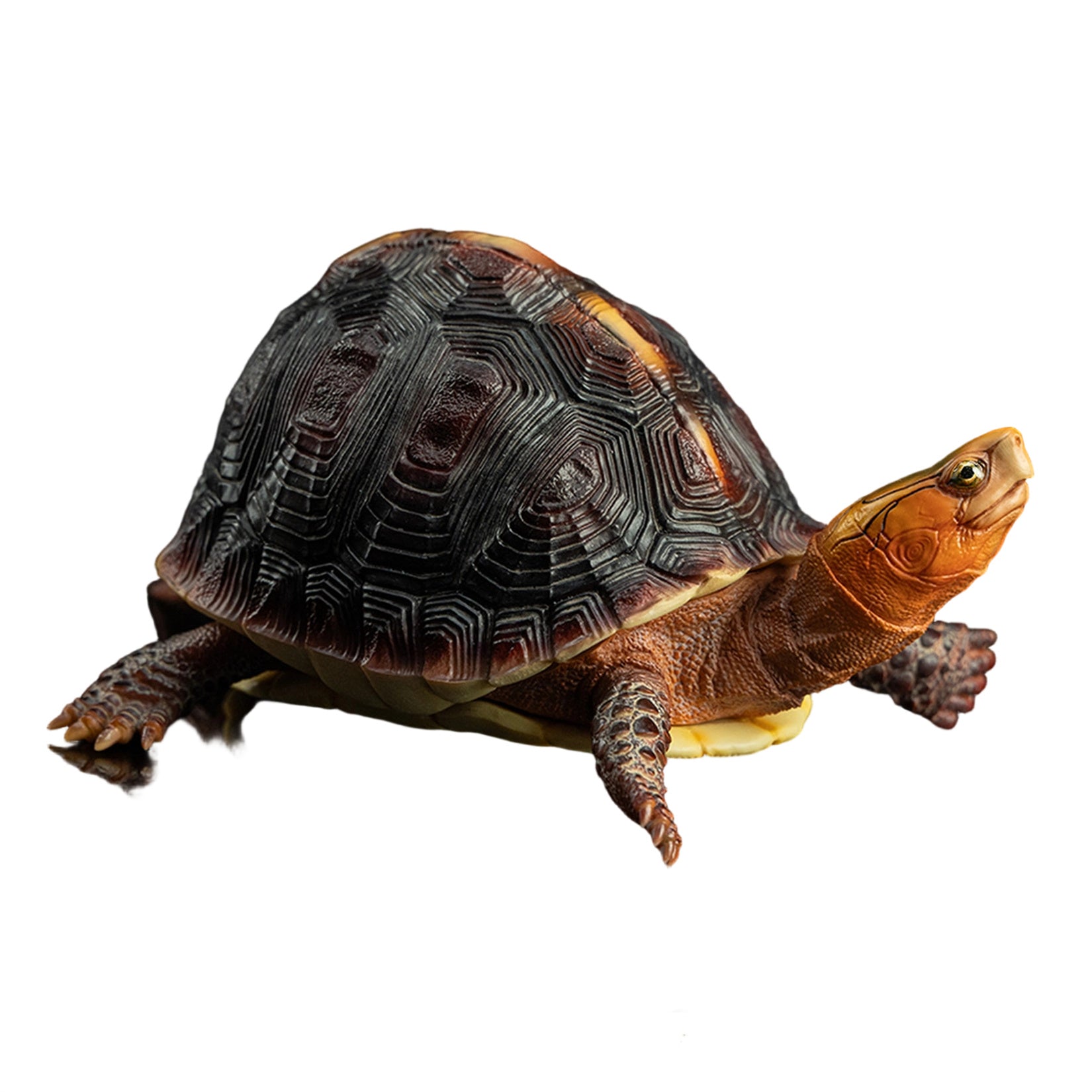 Cuora Flavomarginata Turtle Model