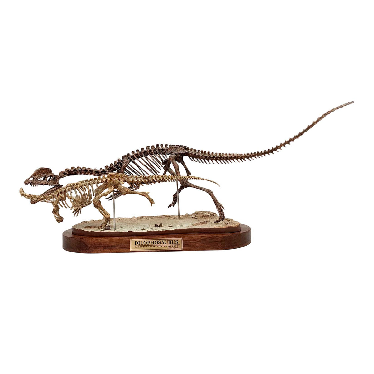 3D Printed 1:10 Scale Dilophosaurus Hunting Skull Model