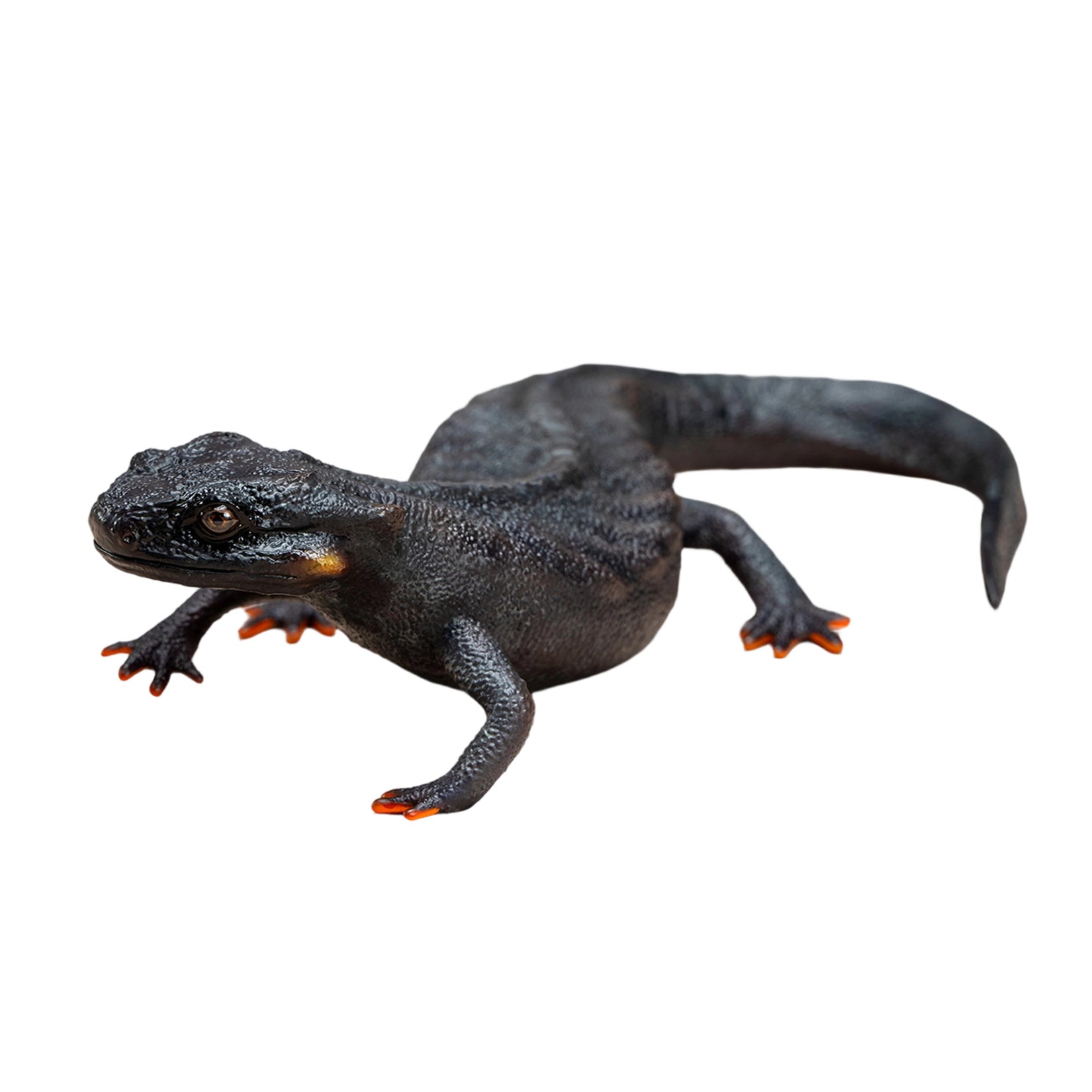 Echinotriton Chinhaiensis Model