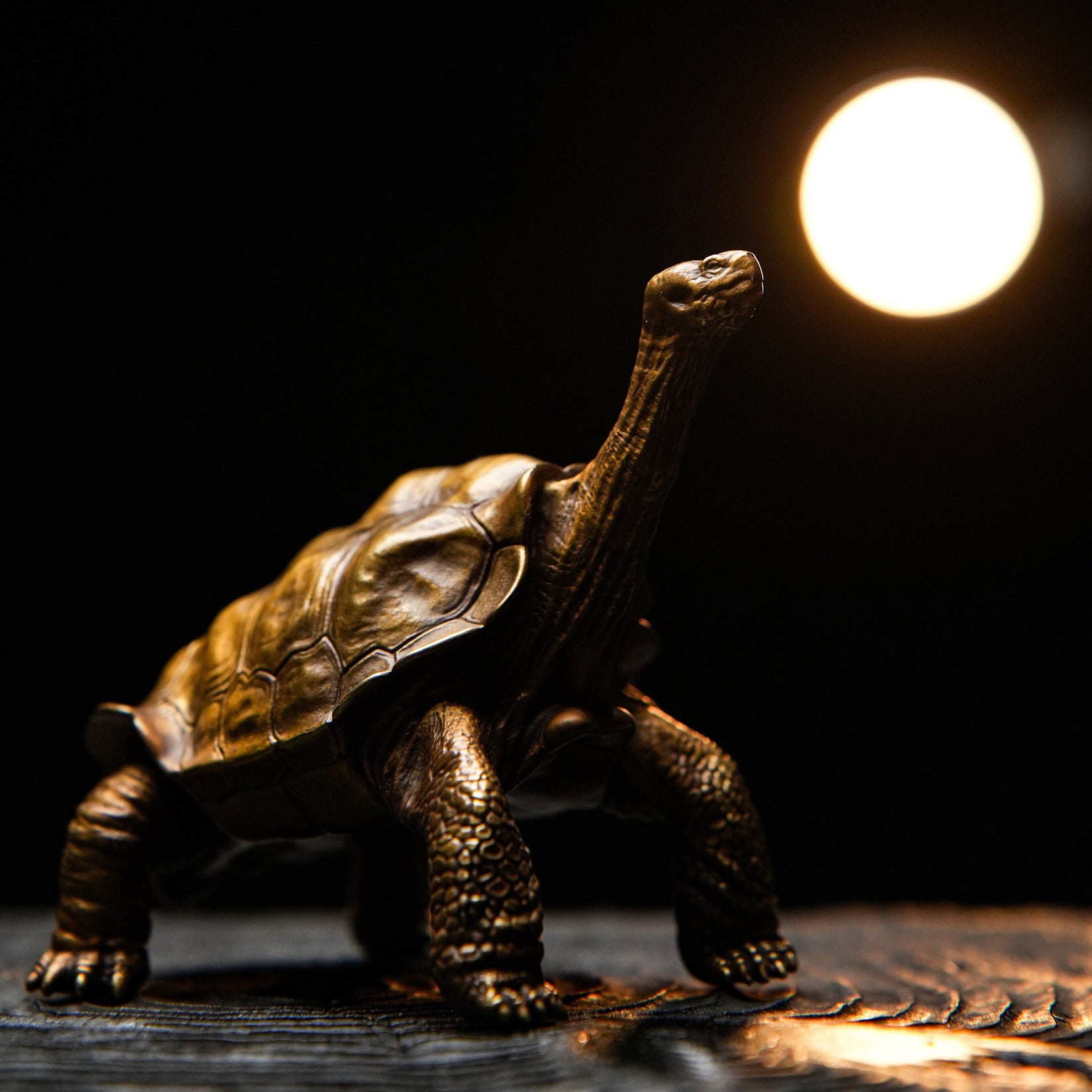 BOWUZHI Studio ‌Galapagos Giant Tortoise Figure