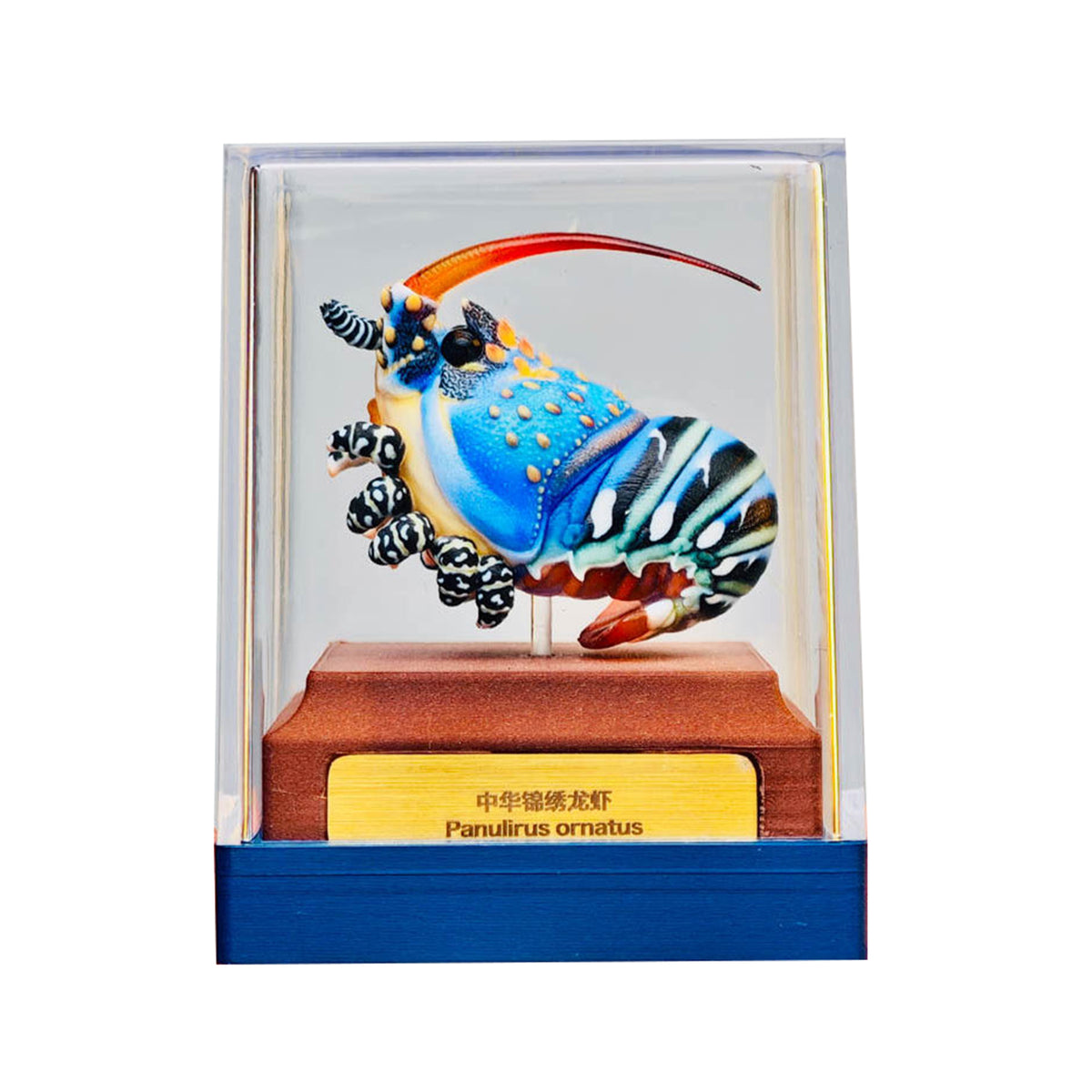 ViVid Studio Ornate Spiny Lobster Model