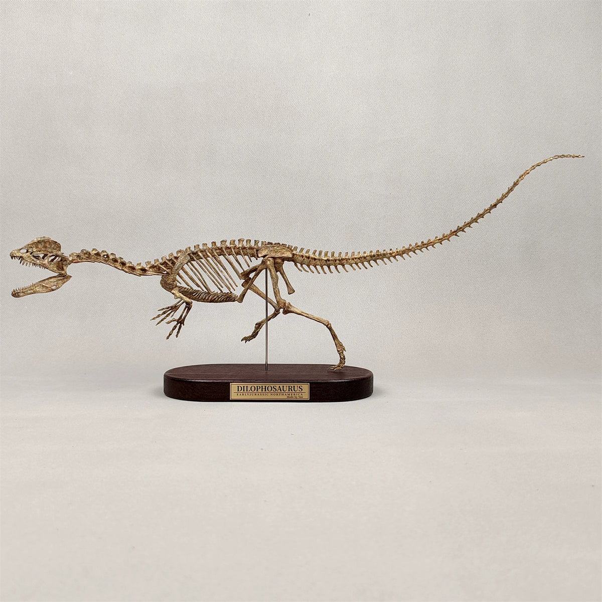 3D Printed 1:10 Scale Dilophosaurus Running Skull Model