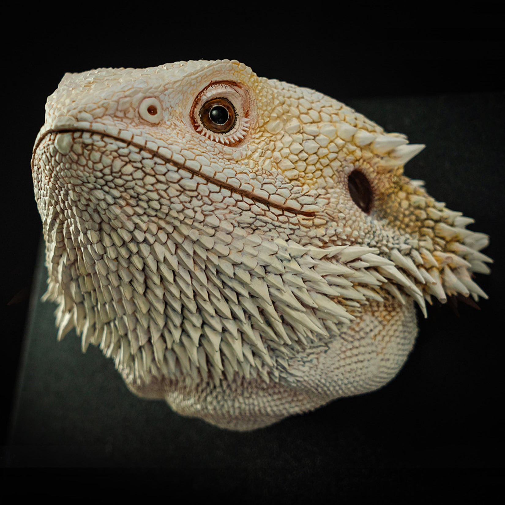 Pogona Vitticeps Head Model