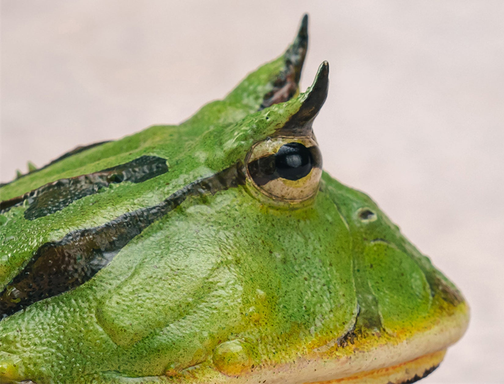 Surinam Horned Frog Model Ceratophrys Cornuta Figure