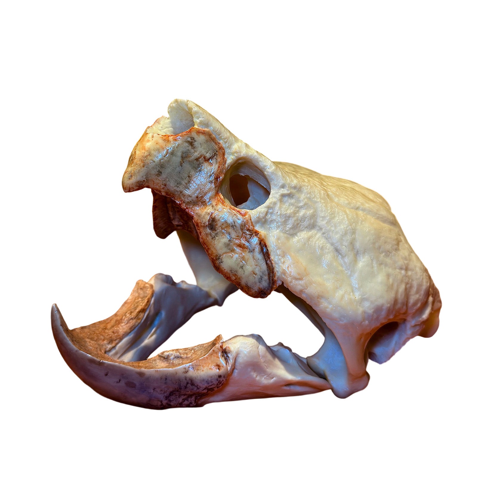 BOWUZHI Studio Alligator Snapping Turtle Skull Model