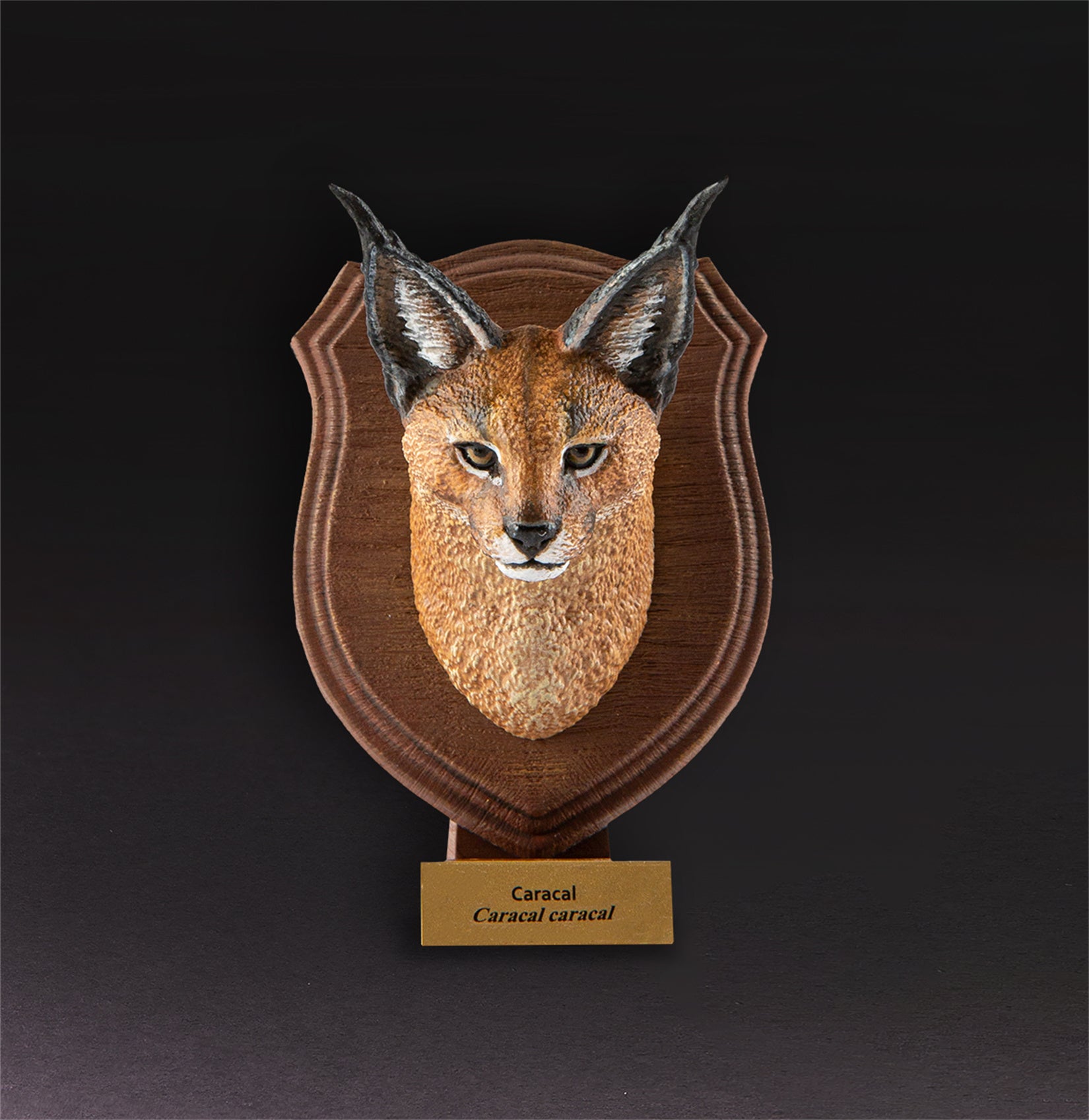 Animal Planet  World Encyclopedia Of Animals