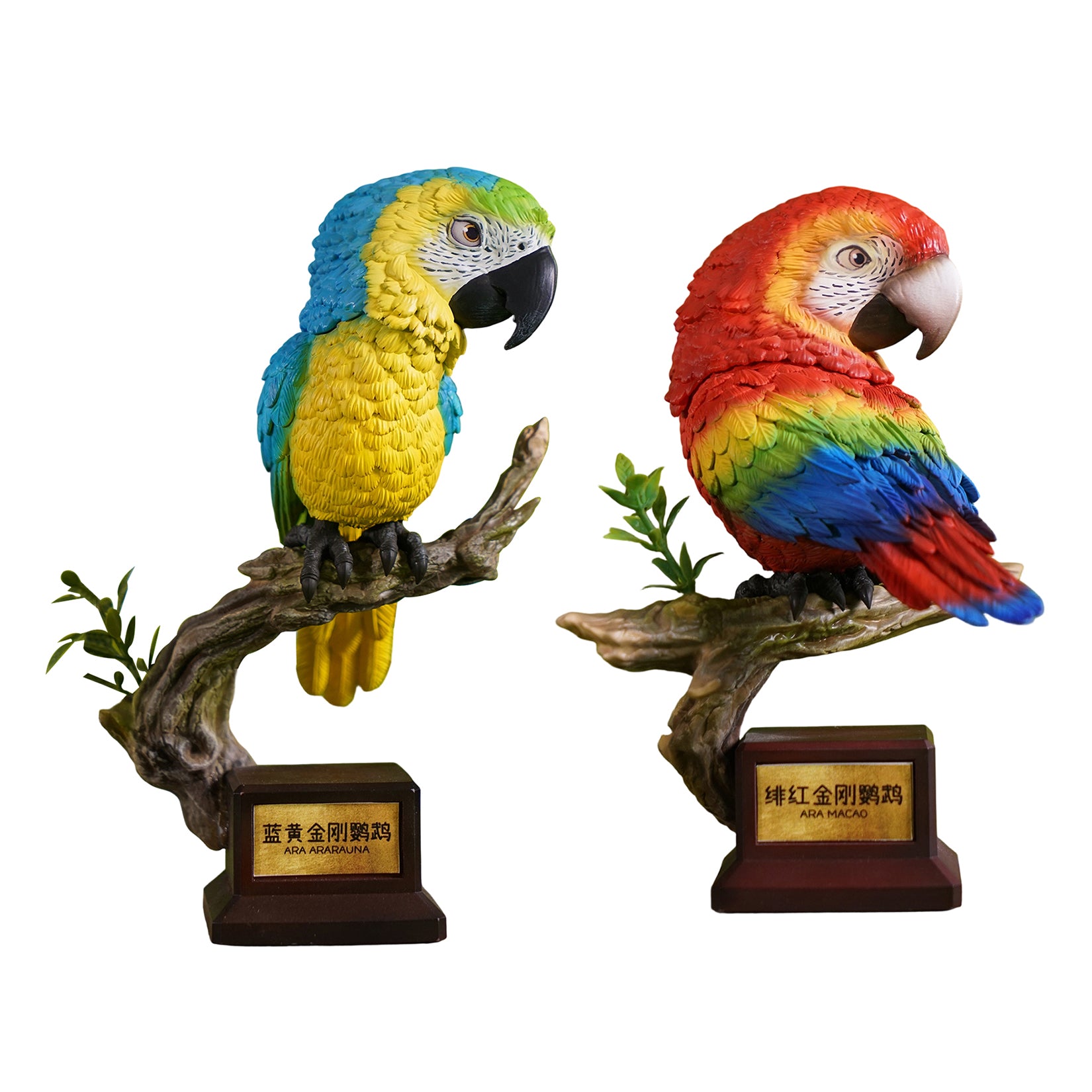 Ara Ararauna & Ara Macao Parrot Model