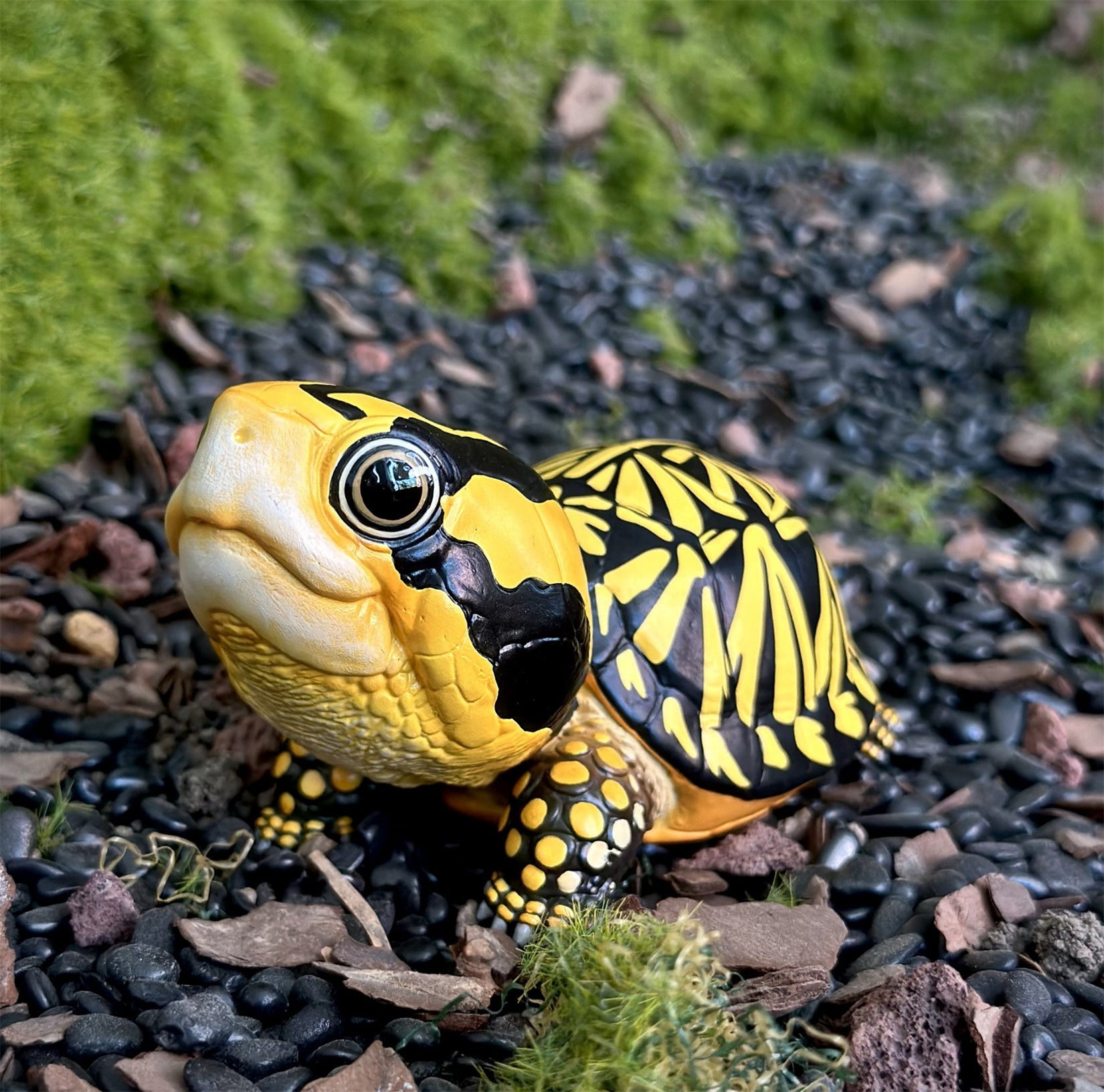 BOWUZHI STUDIO Terrapene Box Turtle Model